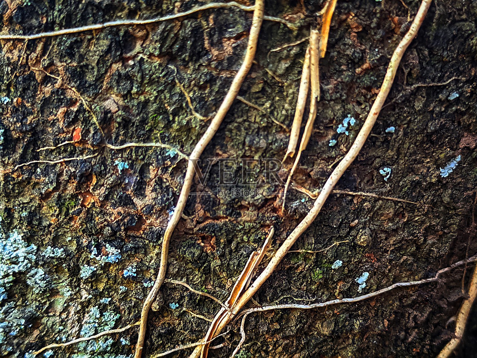 树照片摄影图片