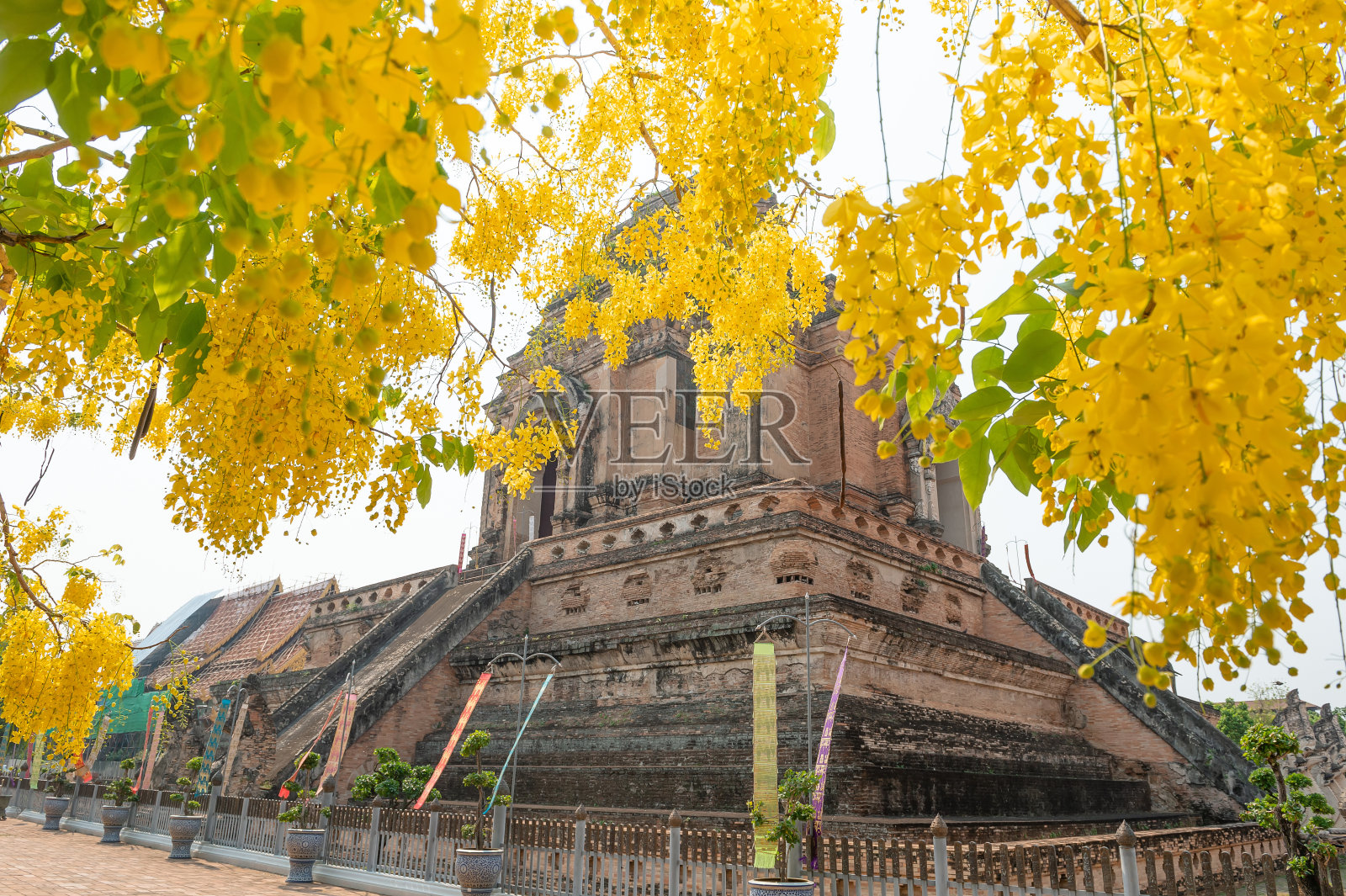 Ratchapruek花照片摄影图片