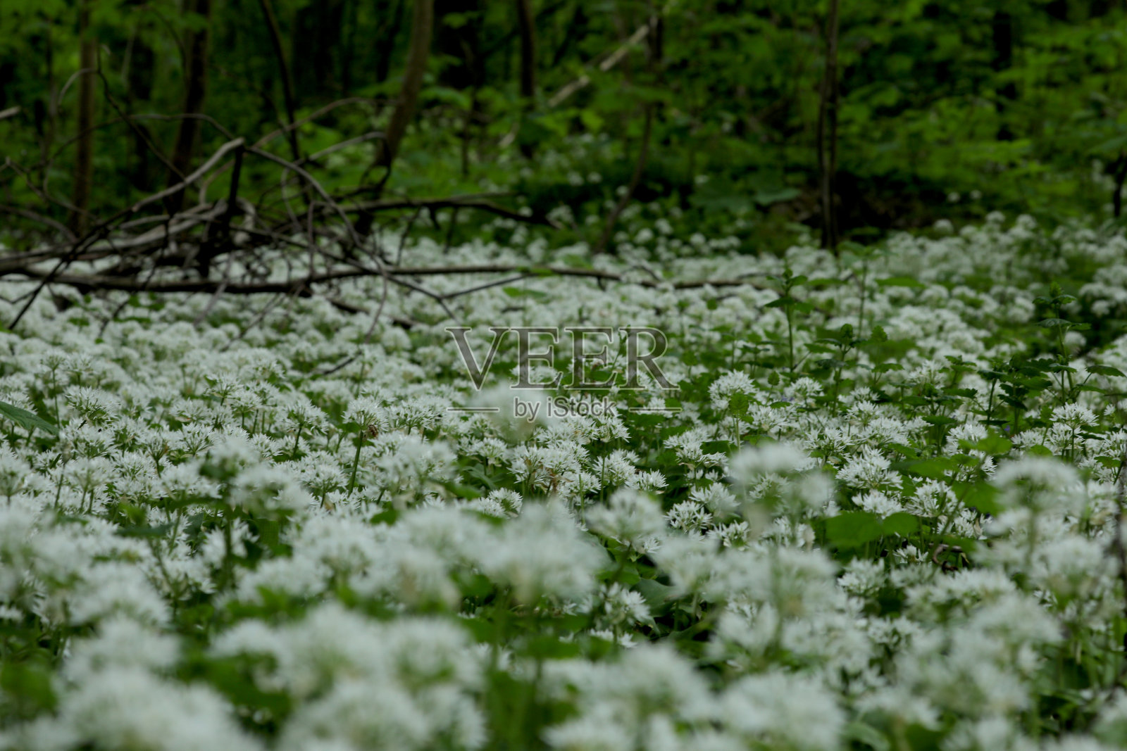 森林里的野蒜照片摄影图片