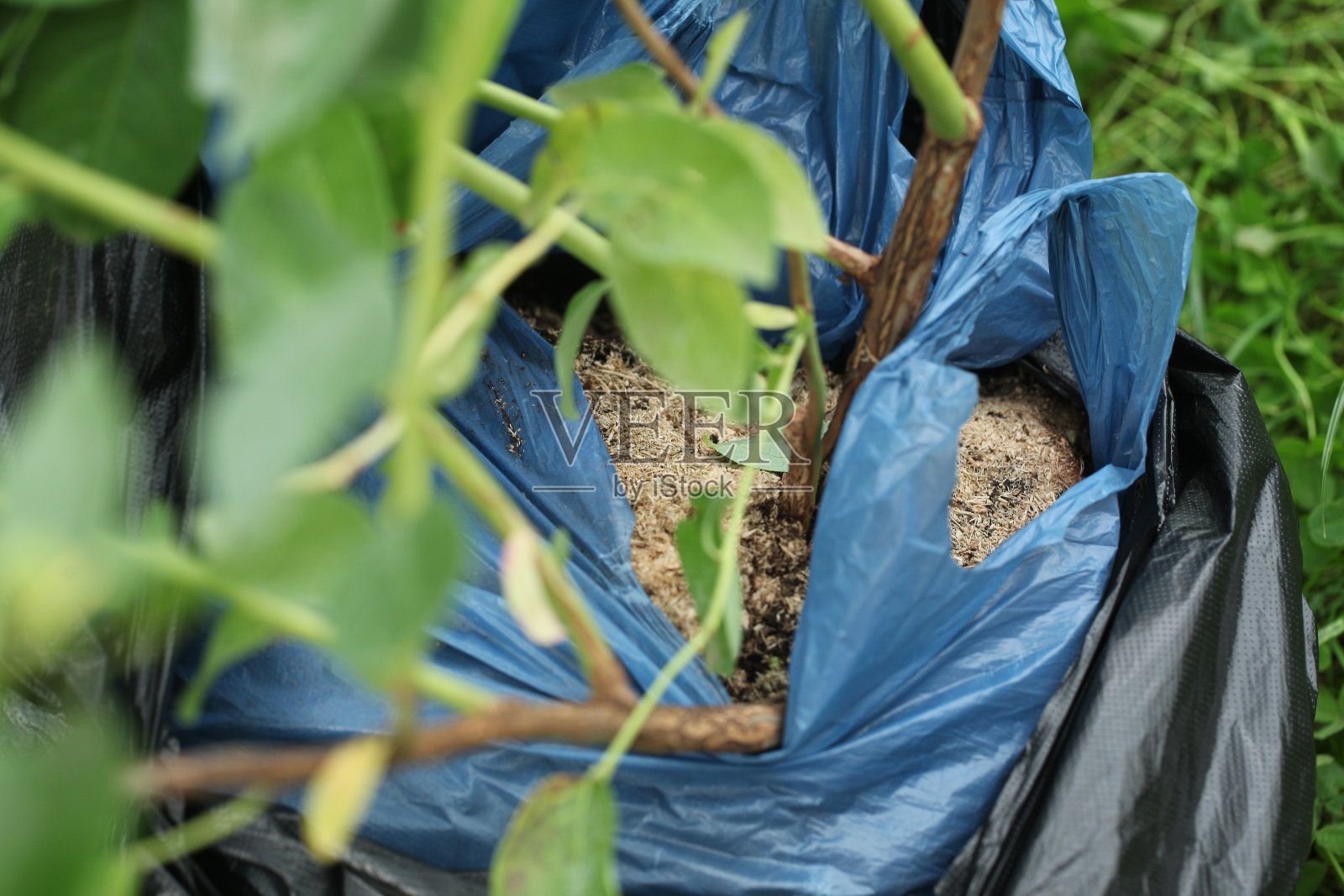 花园蓝莓幼苗移植在一个泥土容器。五岁照片摄影图片