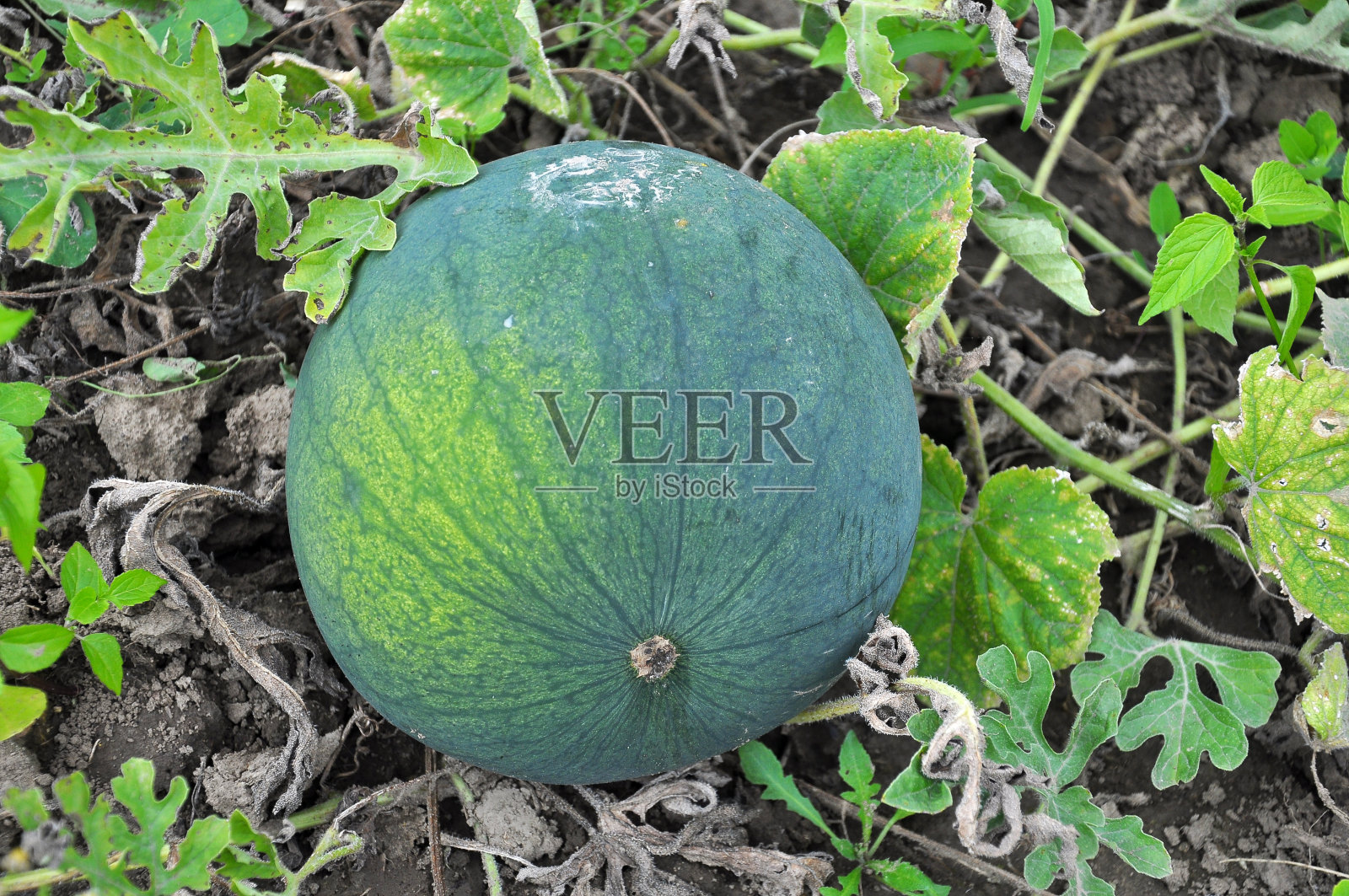 西瓜在地里成熟了照片摄影图片