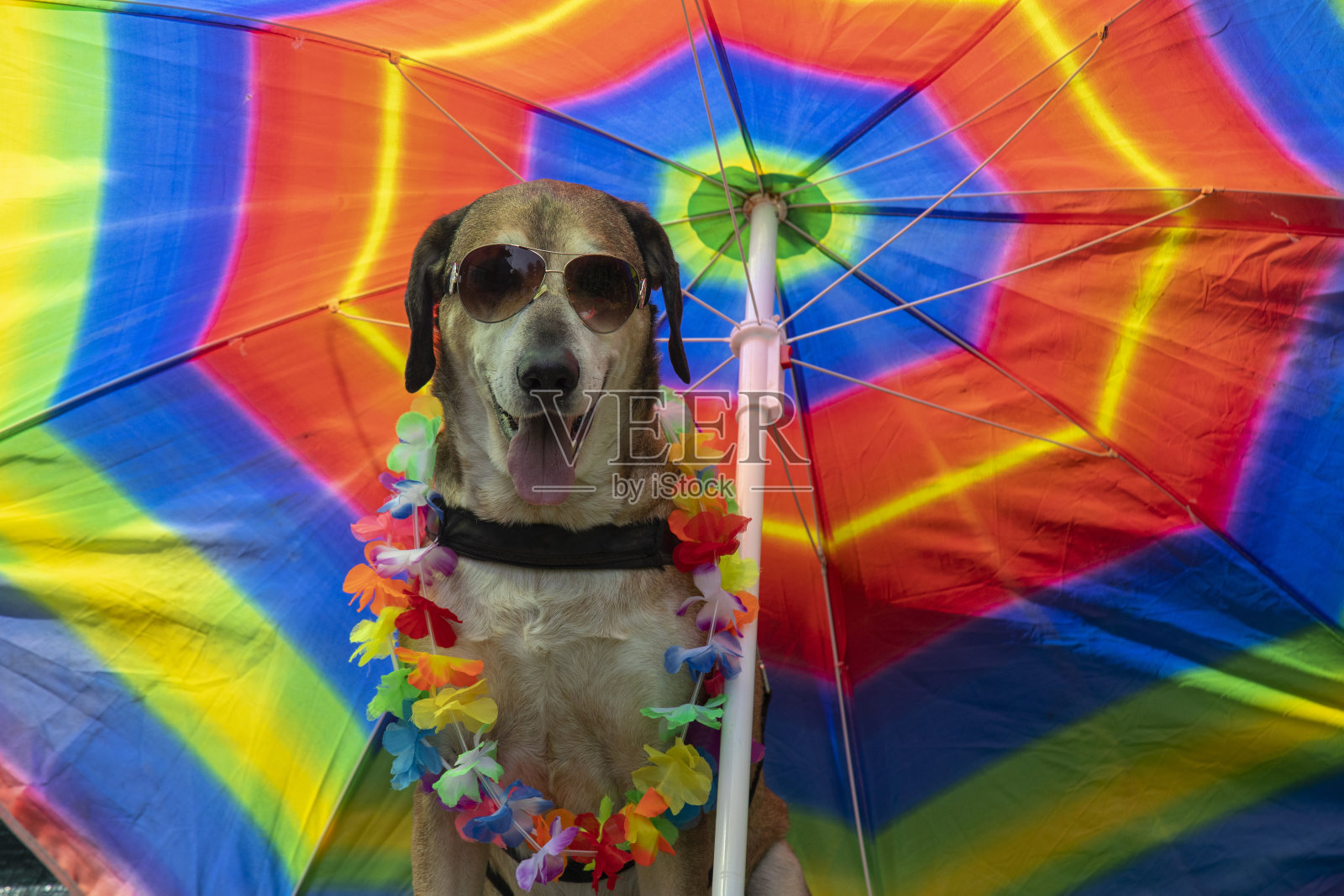 大黄狗和小黑狗带着墨镜在伞下度假照片摄影图片