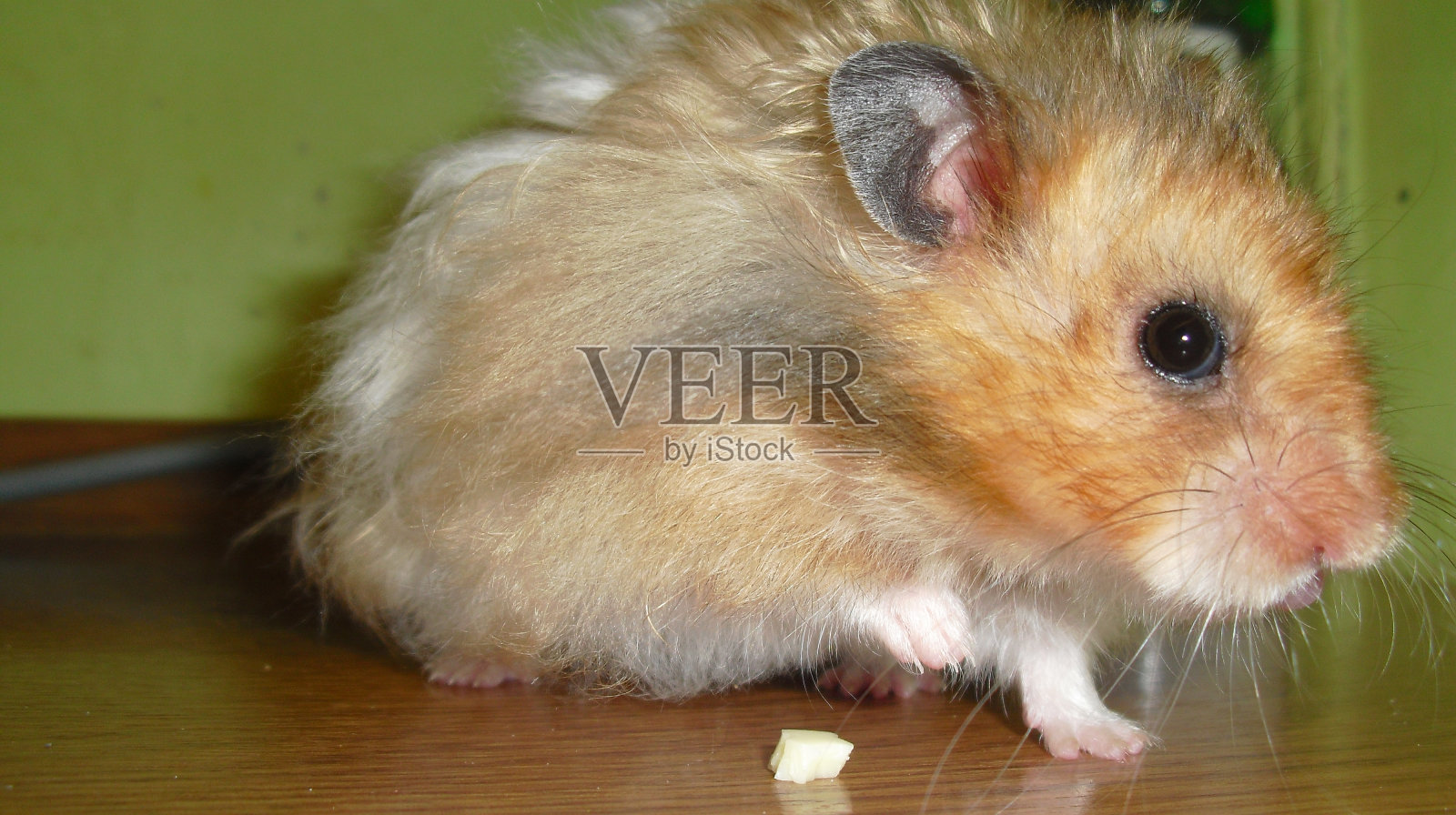 叙利亚仓鼠来了照片摄影图片