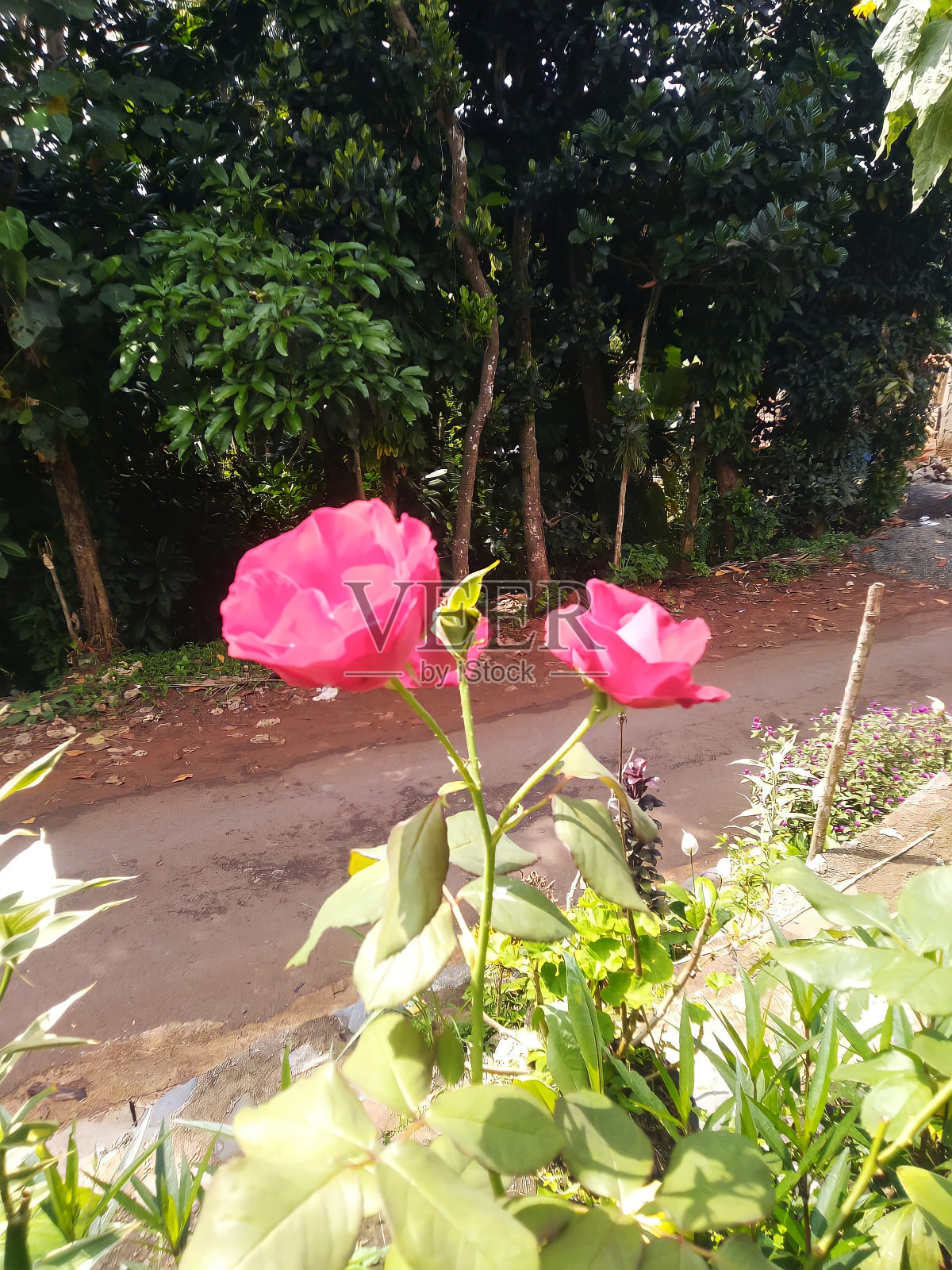 玫瑰盛开在路上照片摄影图片