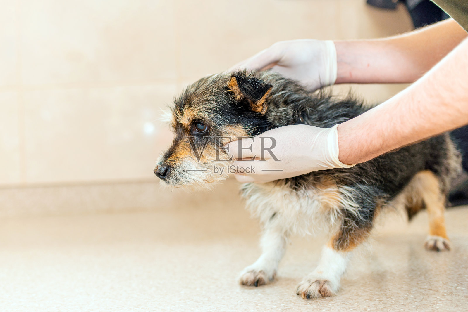 兽医在检查台上检查一只老杂种狗。兽医在兽医诊所检查生病宠物的健康状况。照片摄影图片