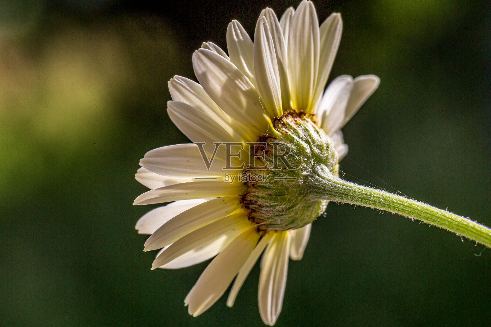 一张漂亮雏菊花的特写,用浅景深拍摄照片摄影图片