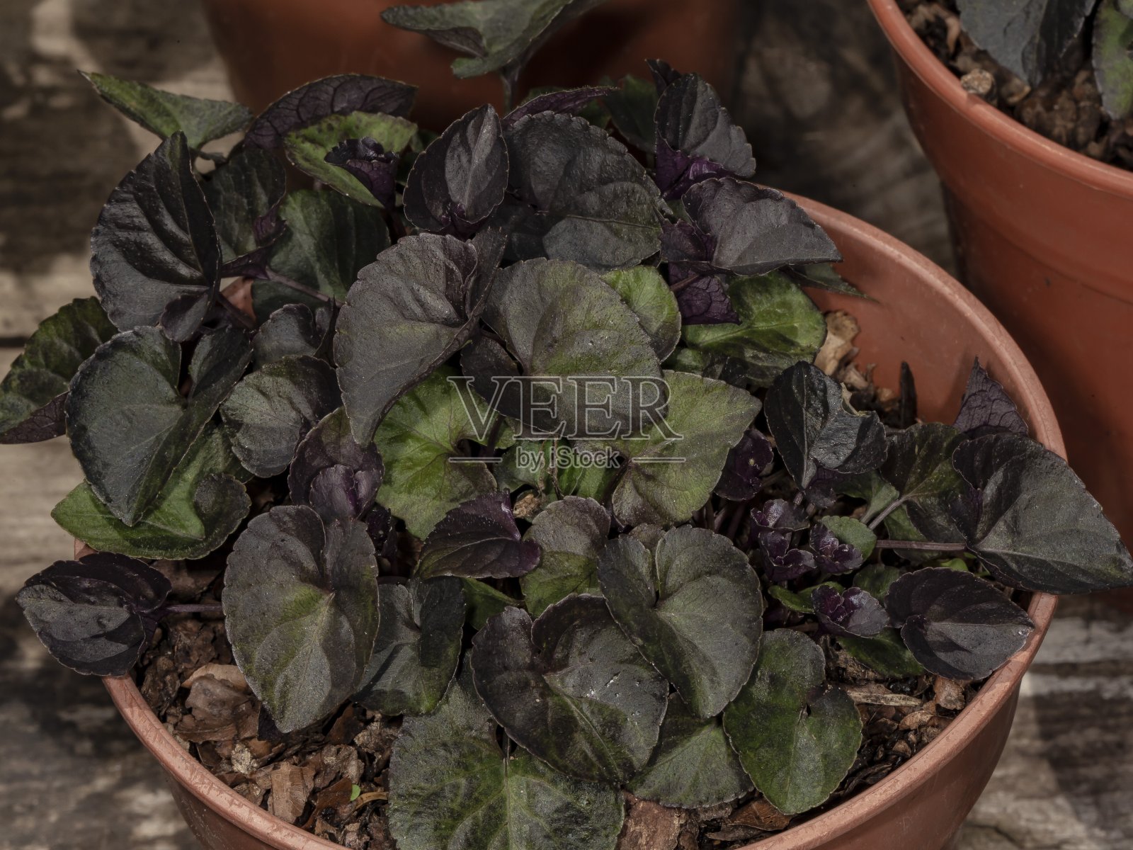 细辛花盆小植物。照片摄影图片