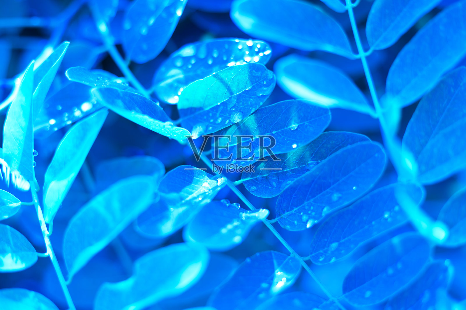 用水滴调色蓝色的叶子。明亮的创意绿叶背景照片摄影图片
