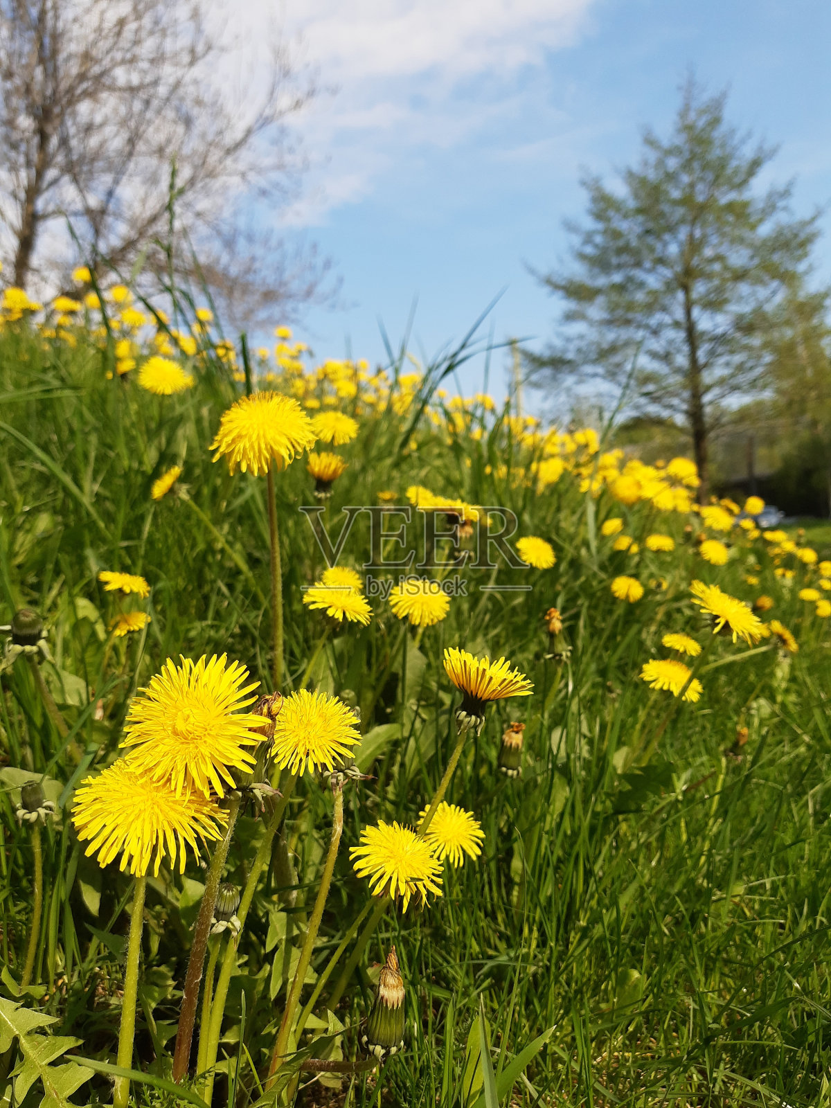 早晨的鸟照片摄影图片