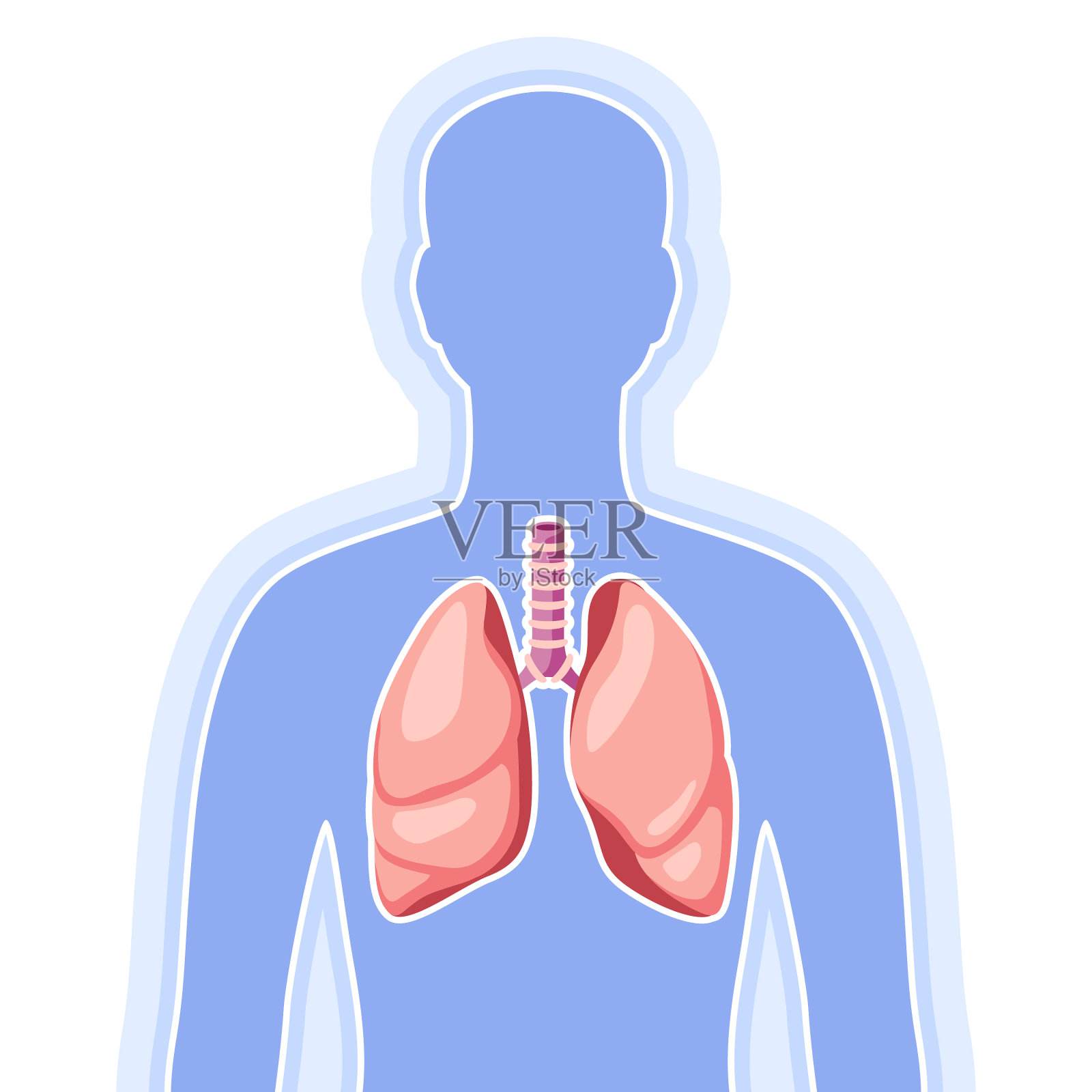 用肺作为人体的内部器官插画图片素材