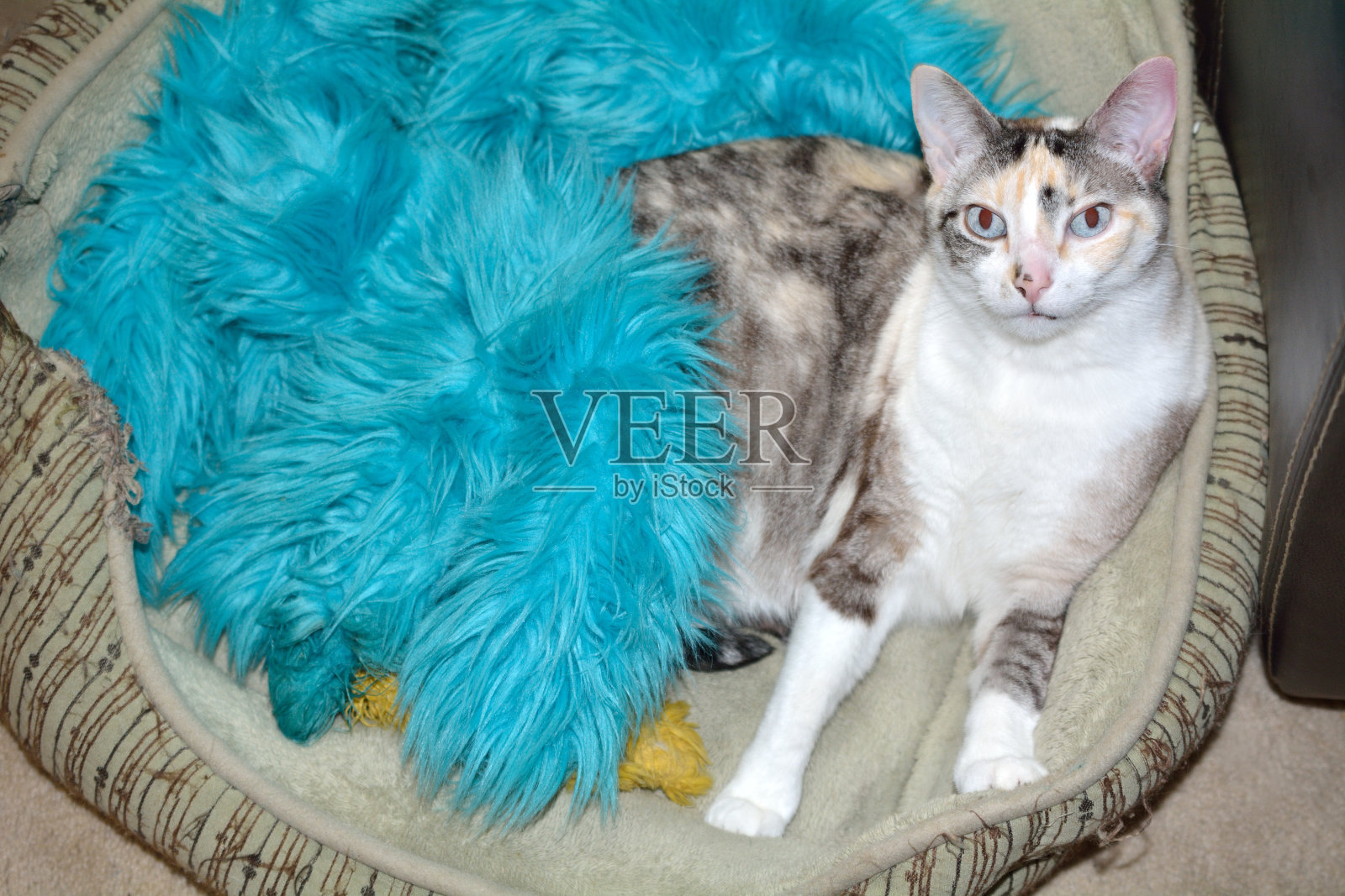 淡白花猫得意自己曾偷过狗床照片摄影图片