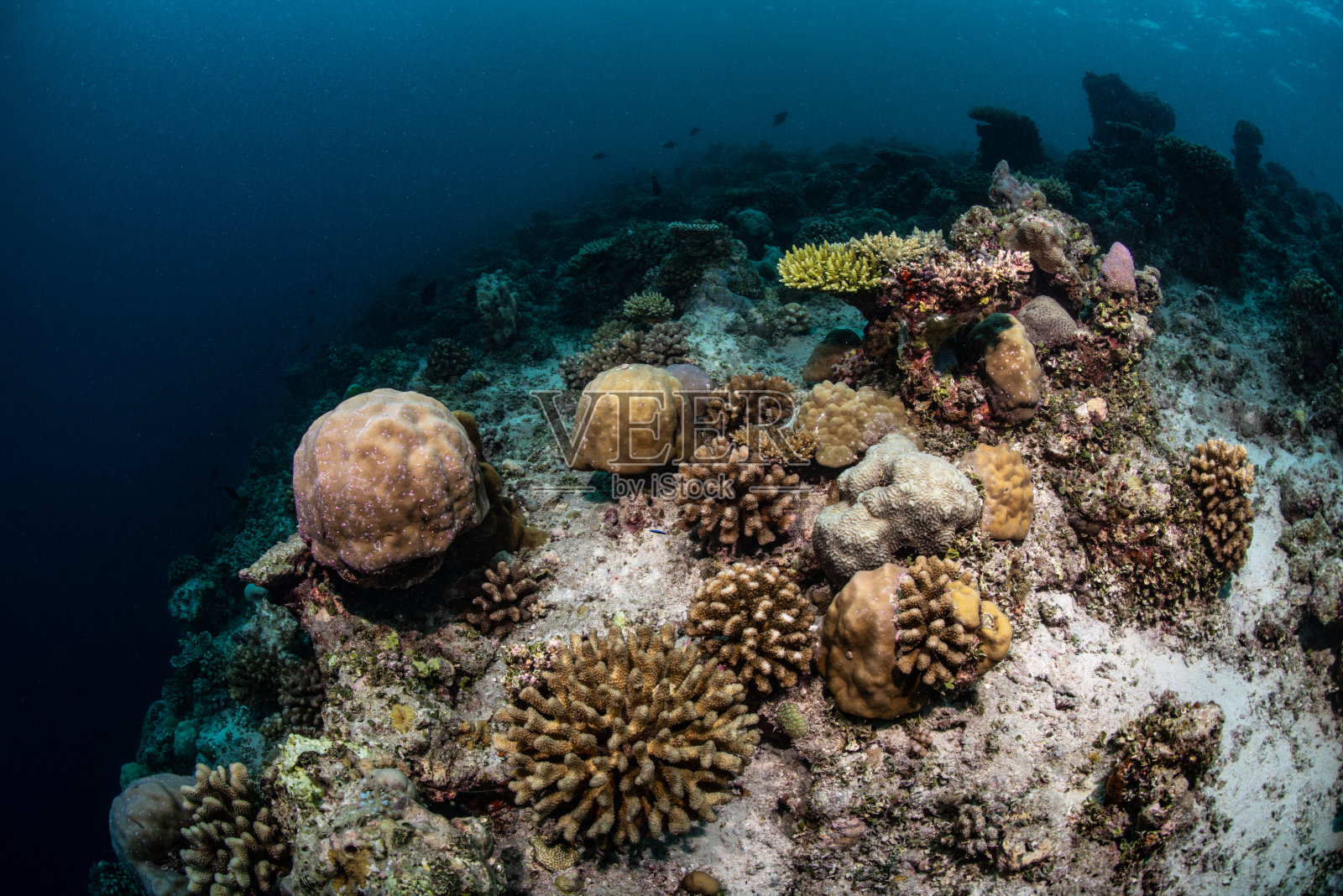 马尔代夫的海底世界照片摄影图片