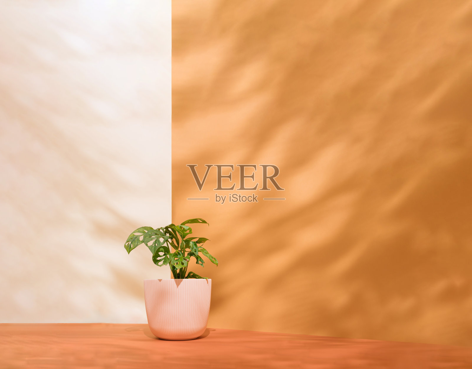 Monstera adansonii (Monstera Obliqua Miq)“猴叶”在浅粉色花盆孤立在珊瑚和马鞍棕色背景。温暖的基调。光影的游戏。早上好,夏天花草爱好者概念。照片摄影图片