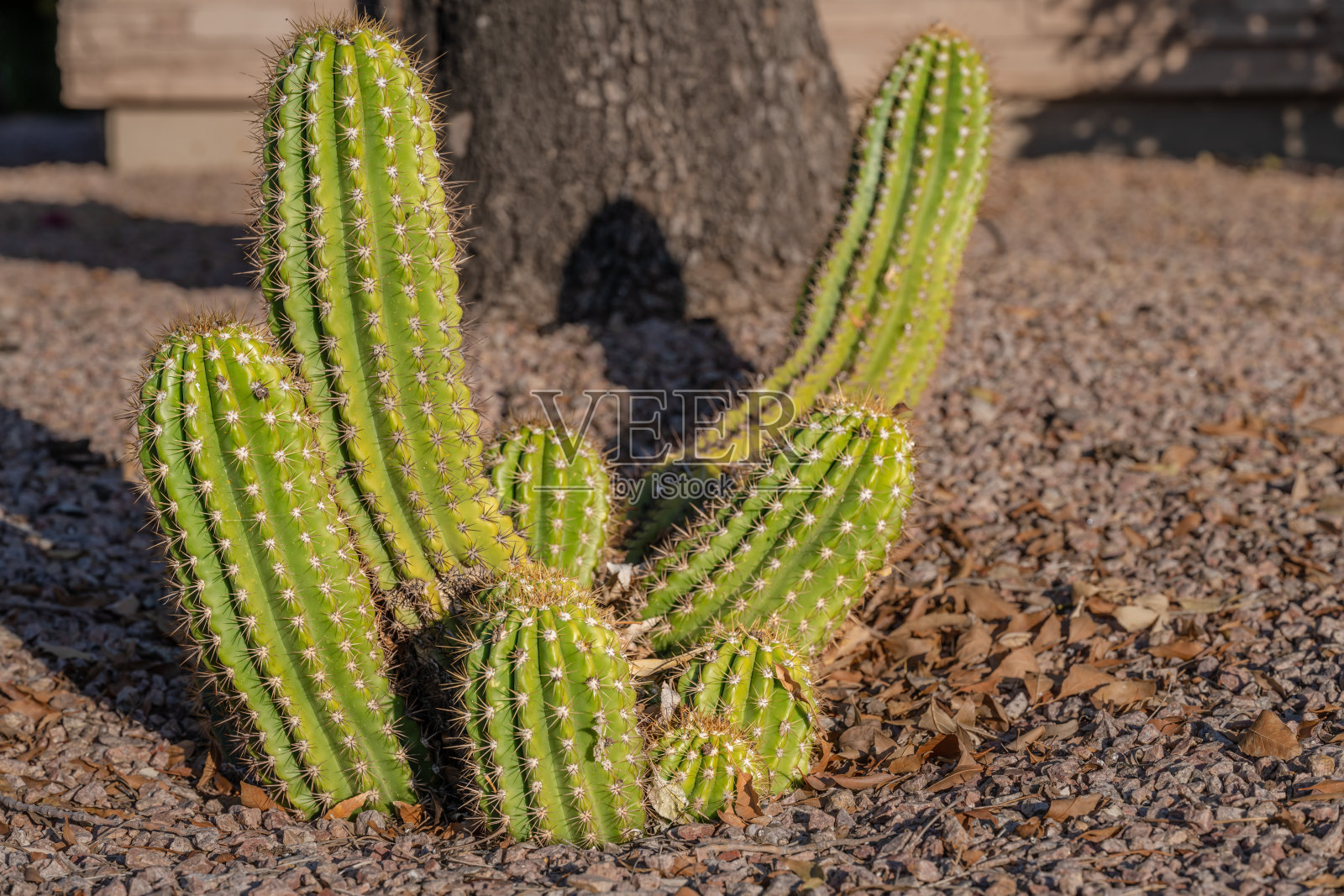 可爱的仙人掌种植在亚利桑那州的一个社区的草坪上照片摄影图片