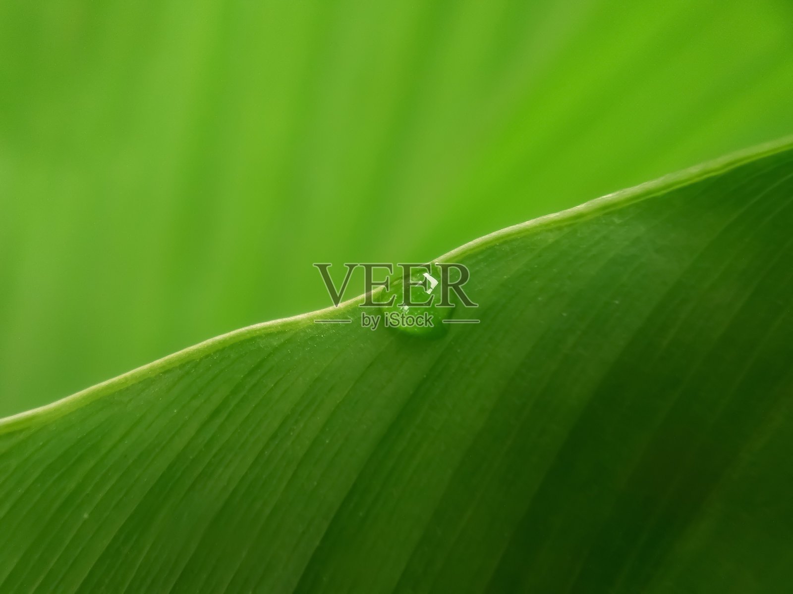 白色的花照片摄影图片