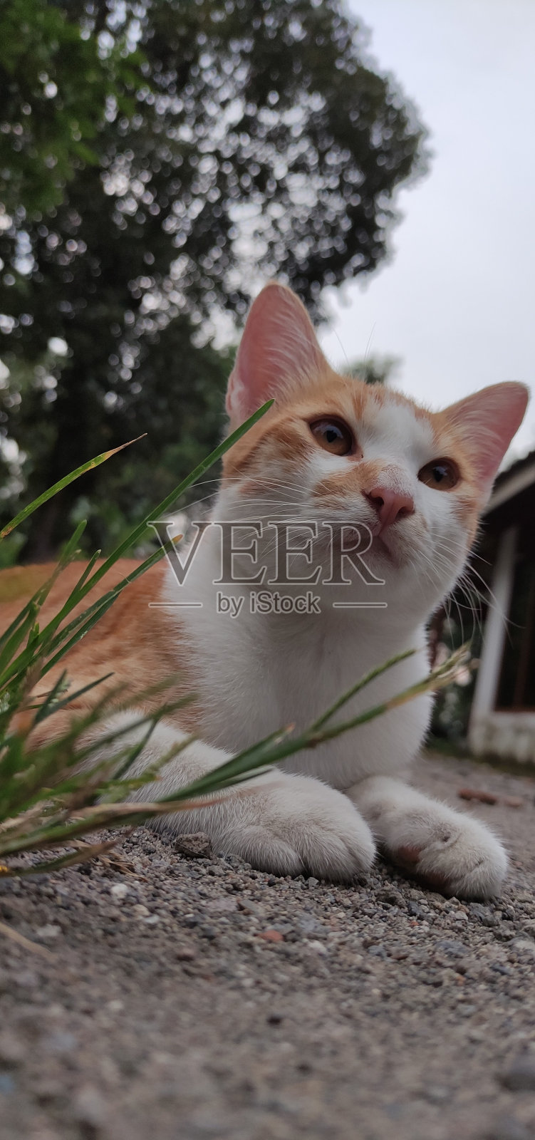 福,我的猫照片摄影图片