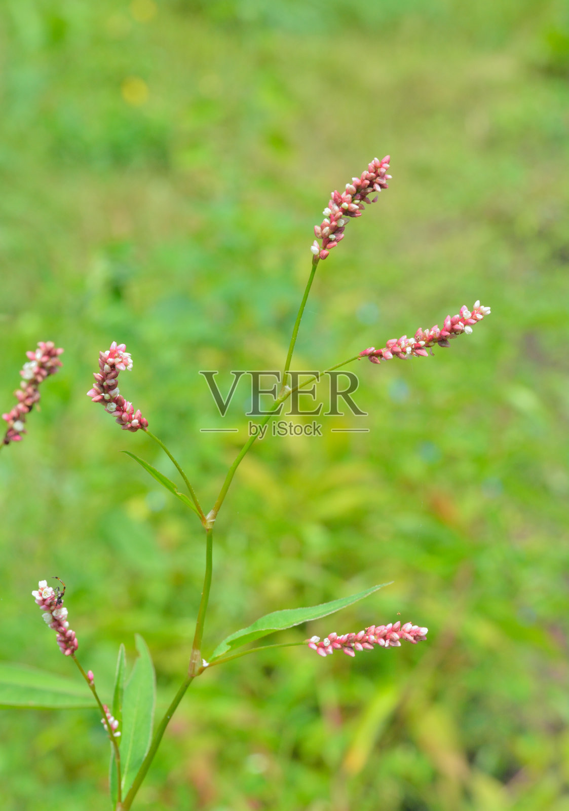 草药女士“u2019拇指”(桃花源)照片摄影图片