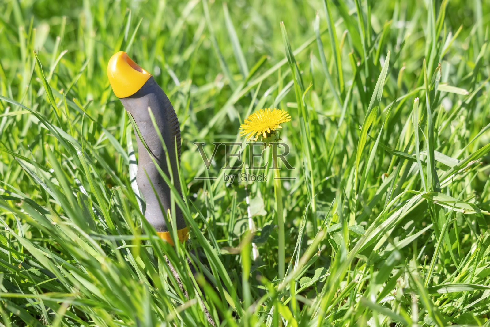 绿色草坪上的蒲公英旁边,插着一把用来挖杂草根的窄铲。照片摄影图片