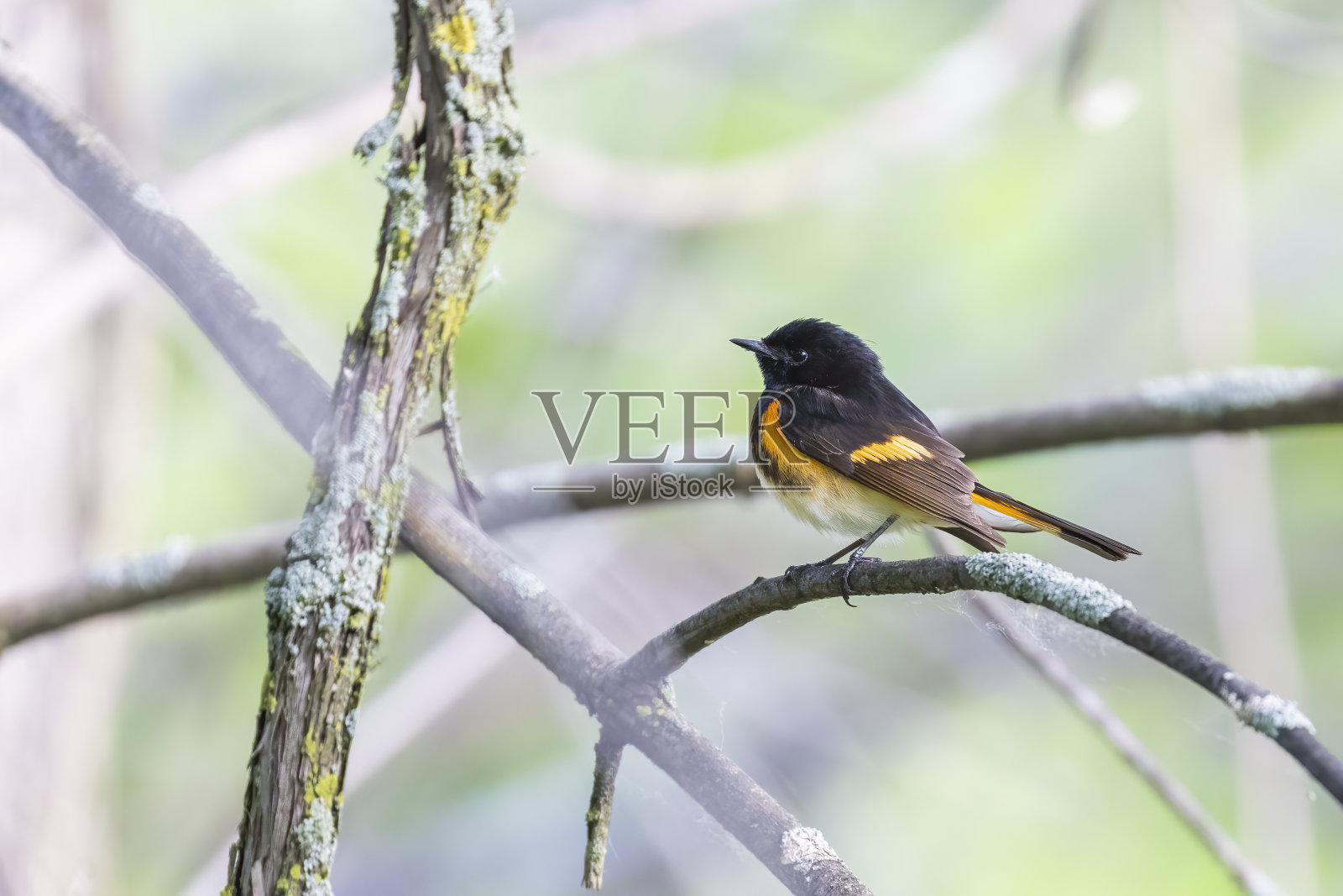 美国红尾鸲照片摄影图片