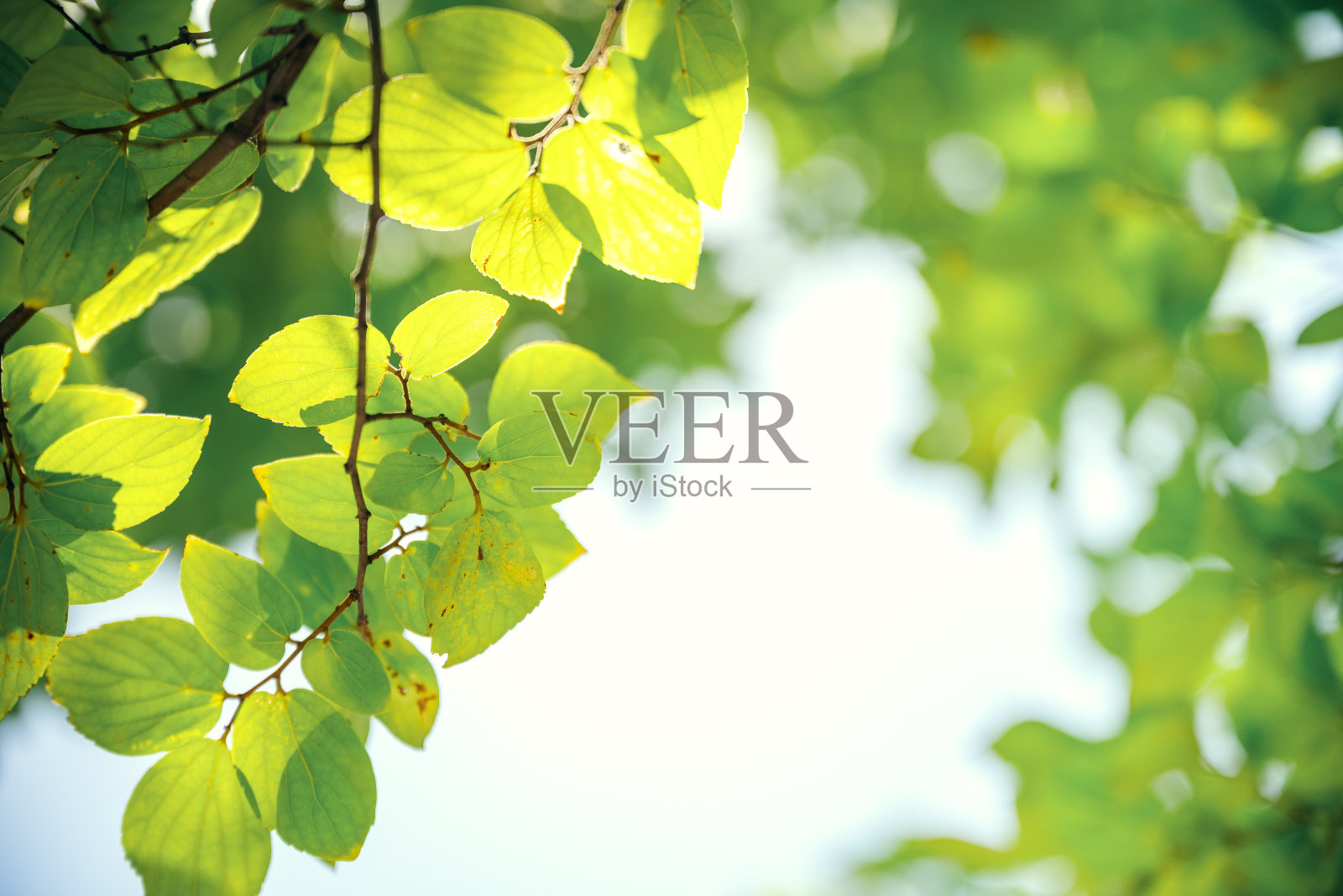 阳光明媚的叶子照片摄影图片