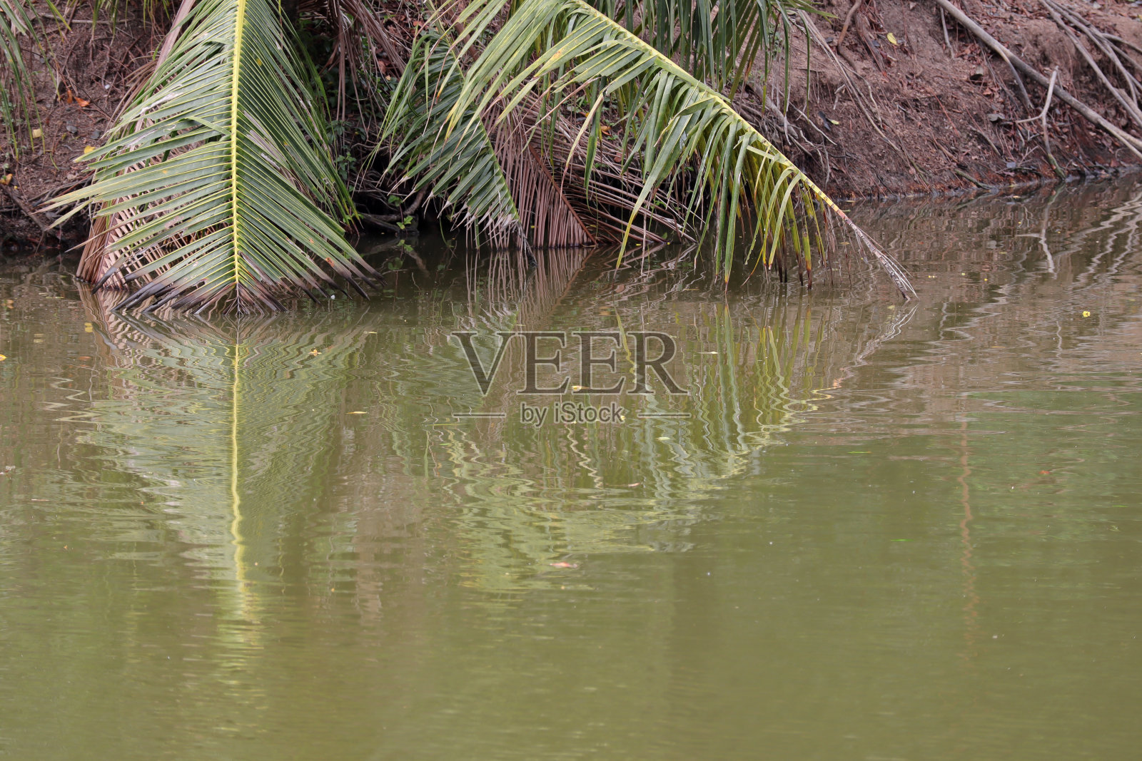 泰国,沙慕拉干,斯里兰卡坤汗公园,红树林的热带景观。萨慕特普拉坎最好的城市绿洲。照片摄影图片