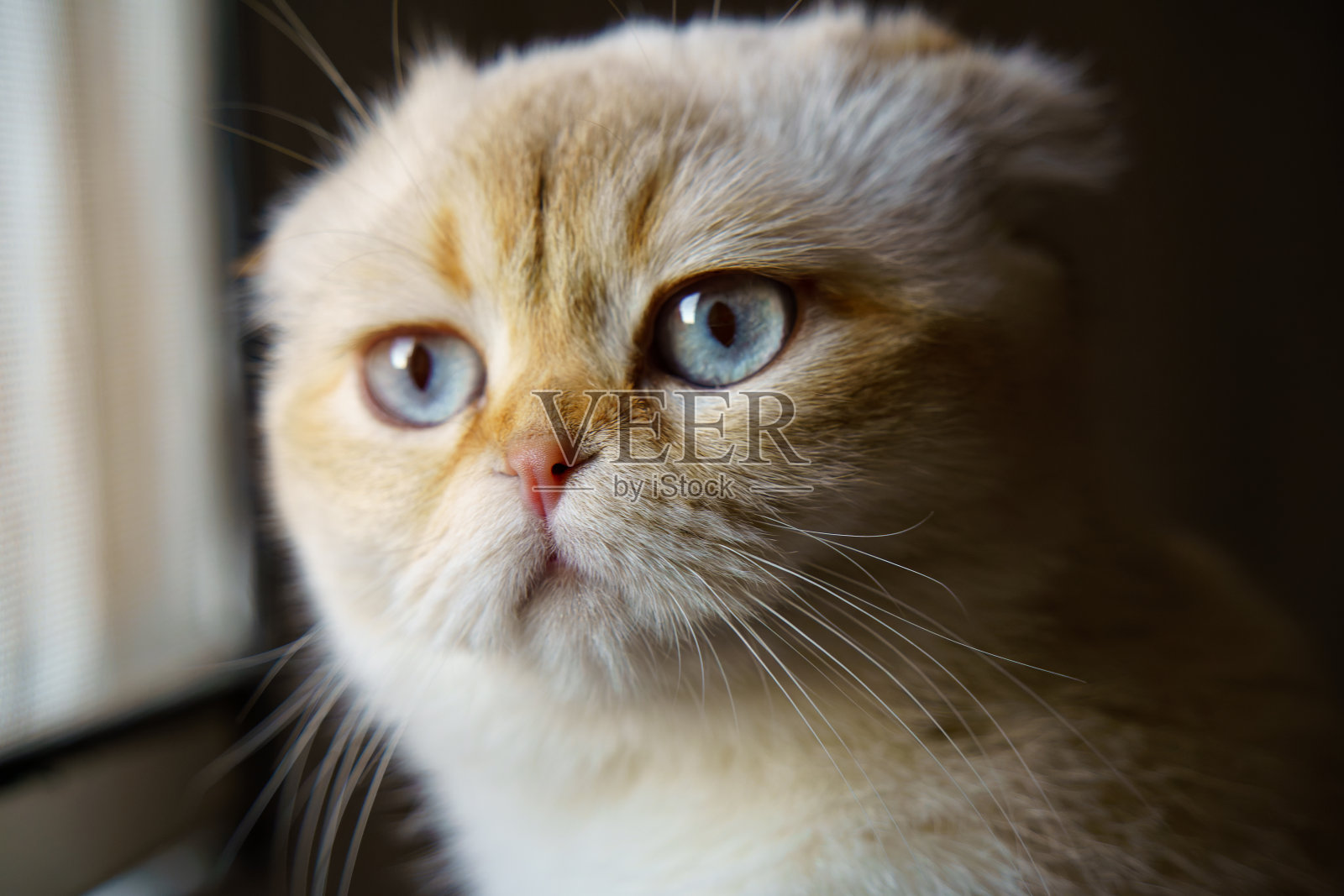 可爱的白色苏格兰折耳猫照片摄影图片