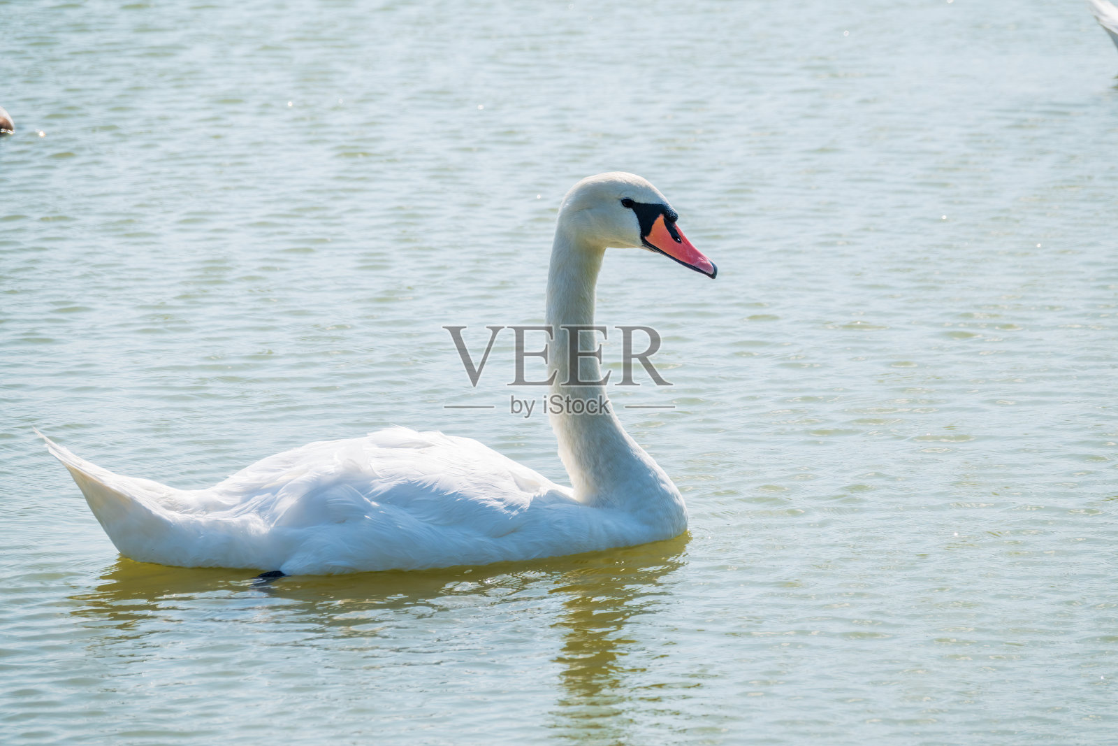 湖中游弋着优雅的白天鹅,天鹅在野外遨游。一只白天鹅在湖上游泳的肖像。照片摄影图片