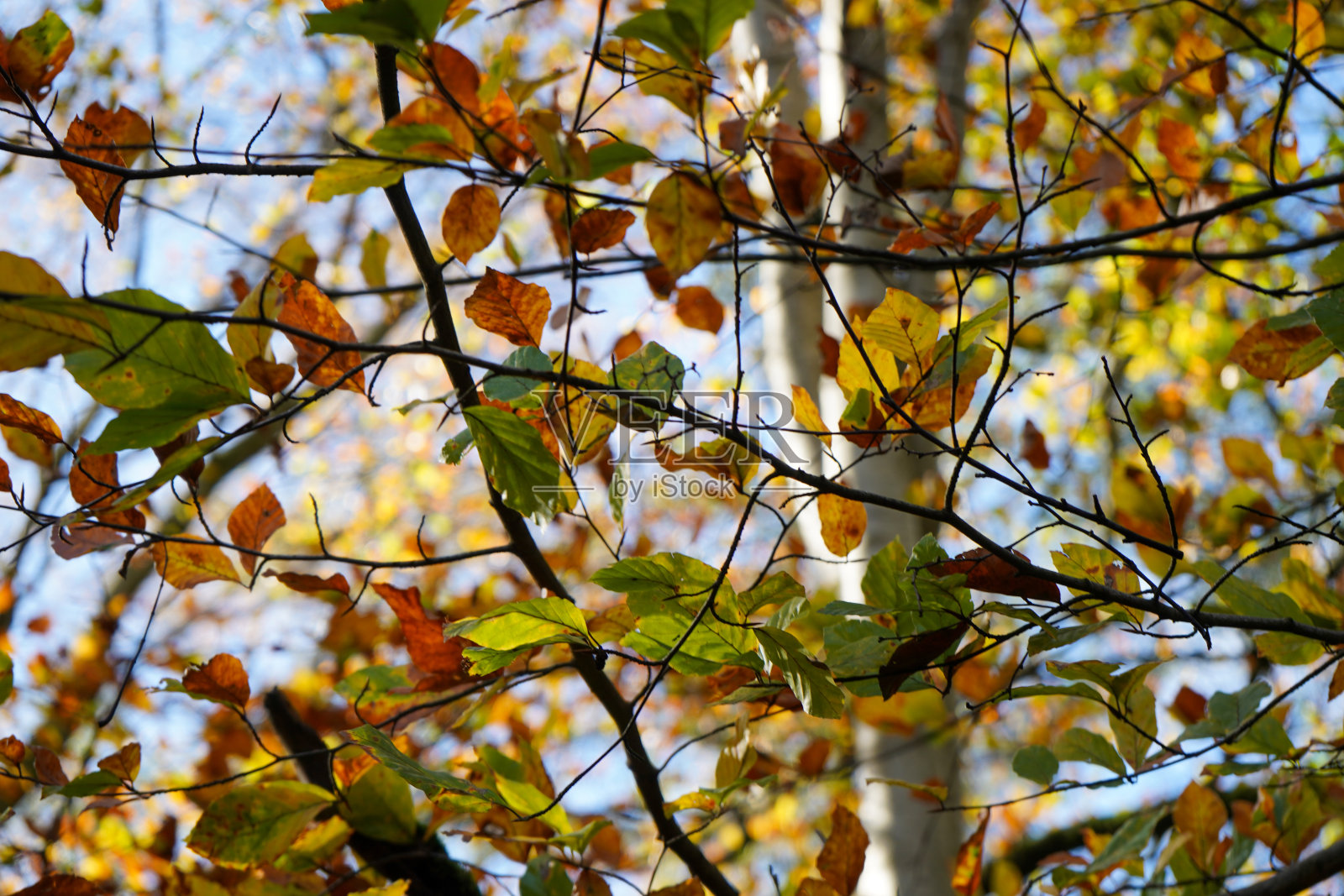 小树叶在秋天变黄的特写照片摄影图片