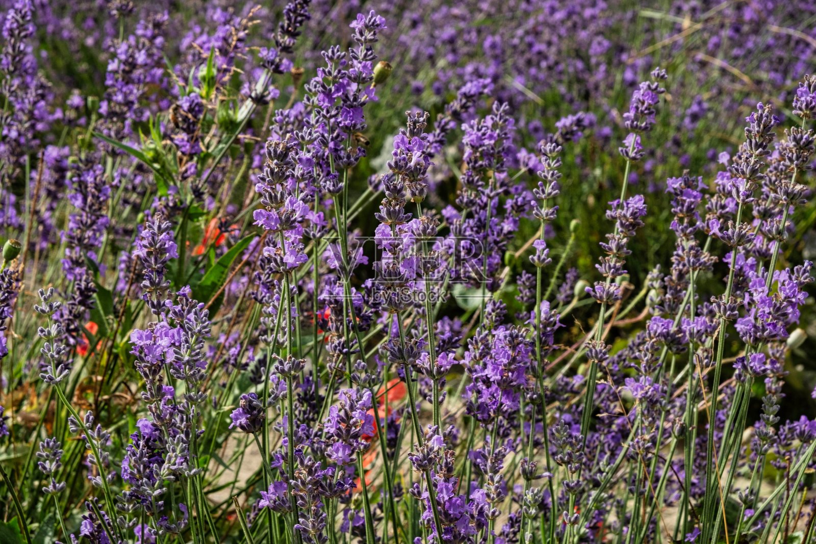 在皮埃蒙特朗河的塞尔朗河,Provençal薰衣草的深紫色田野照片摄影图片