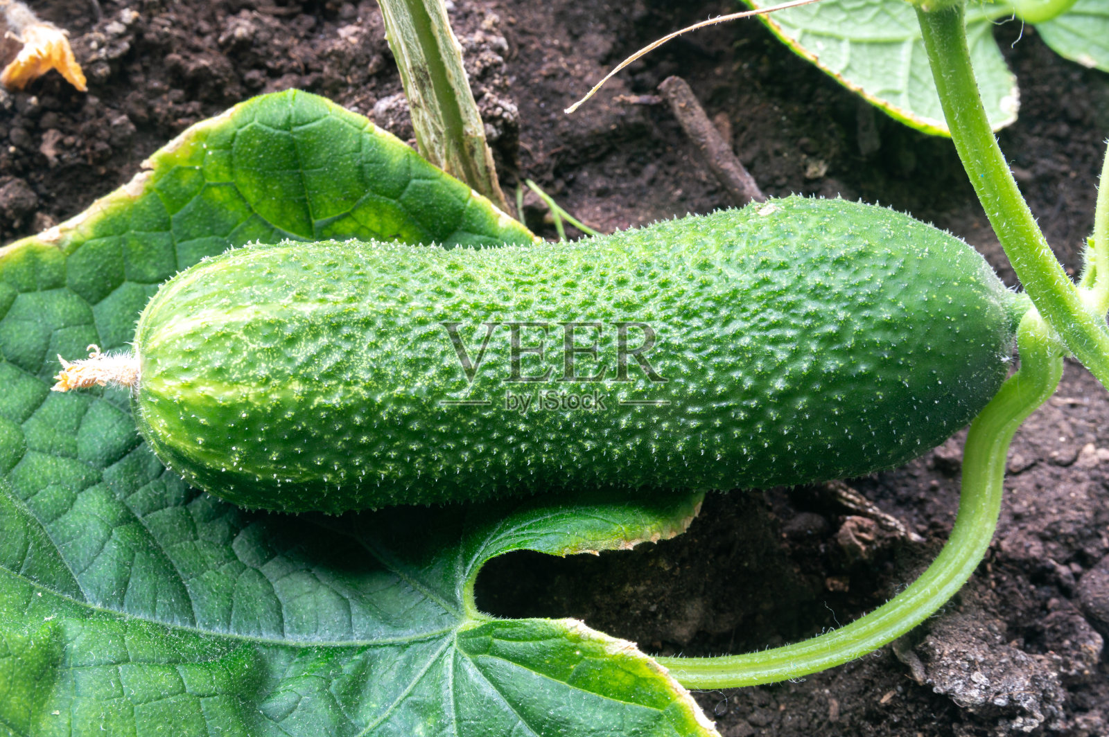 花园里的黄瓜照片摄影图片