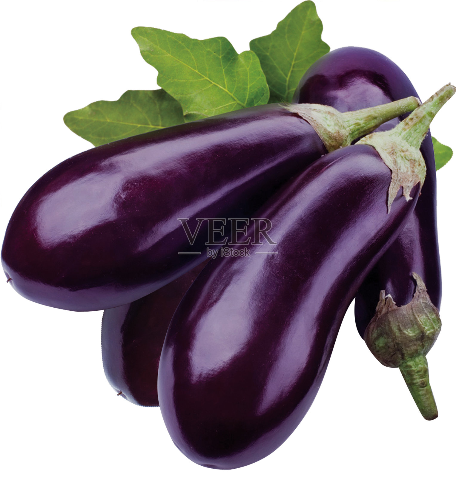 茄子菜,白底照片摄影图片