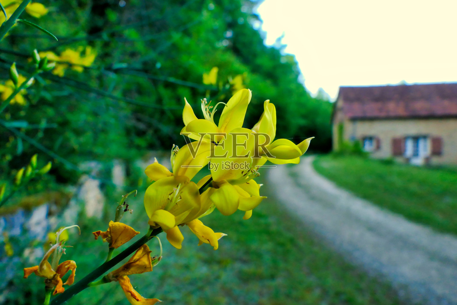 扫帚花照片摄影图片