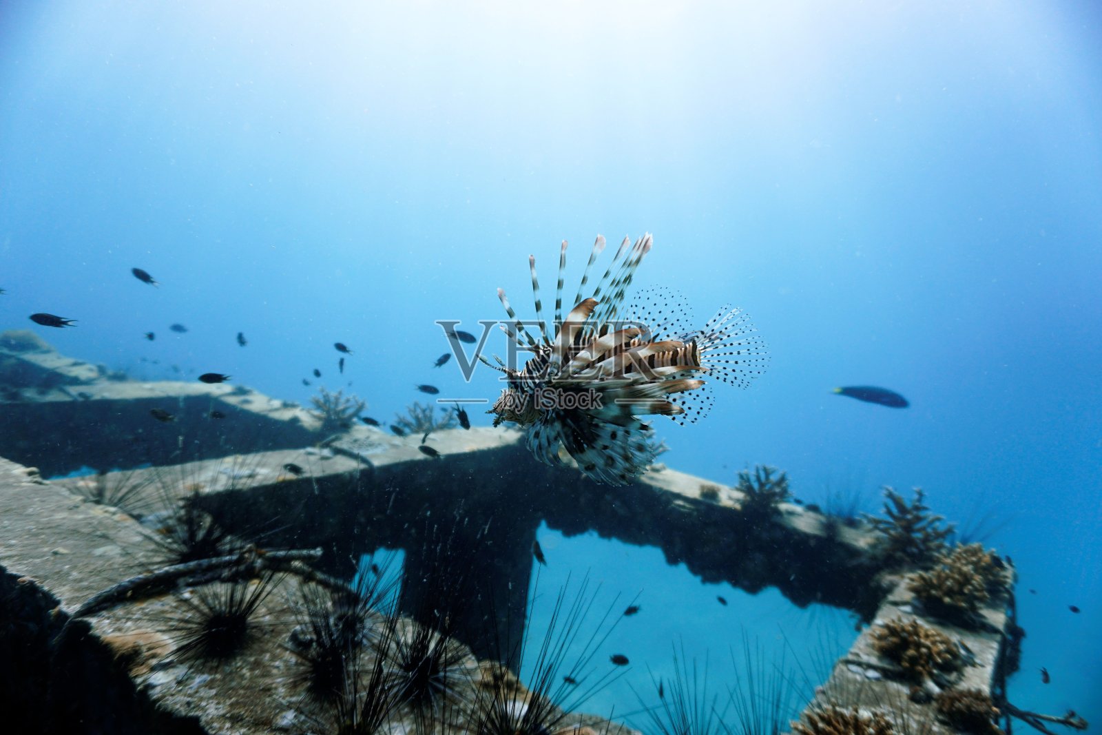 狮子鱼在人工礁照片摄影图片