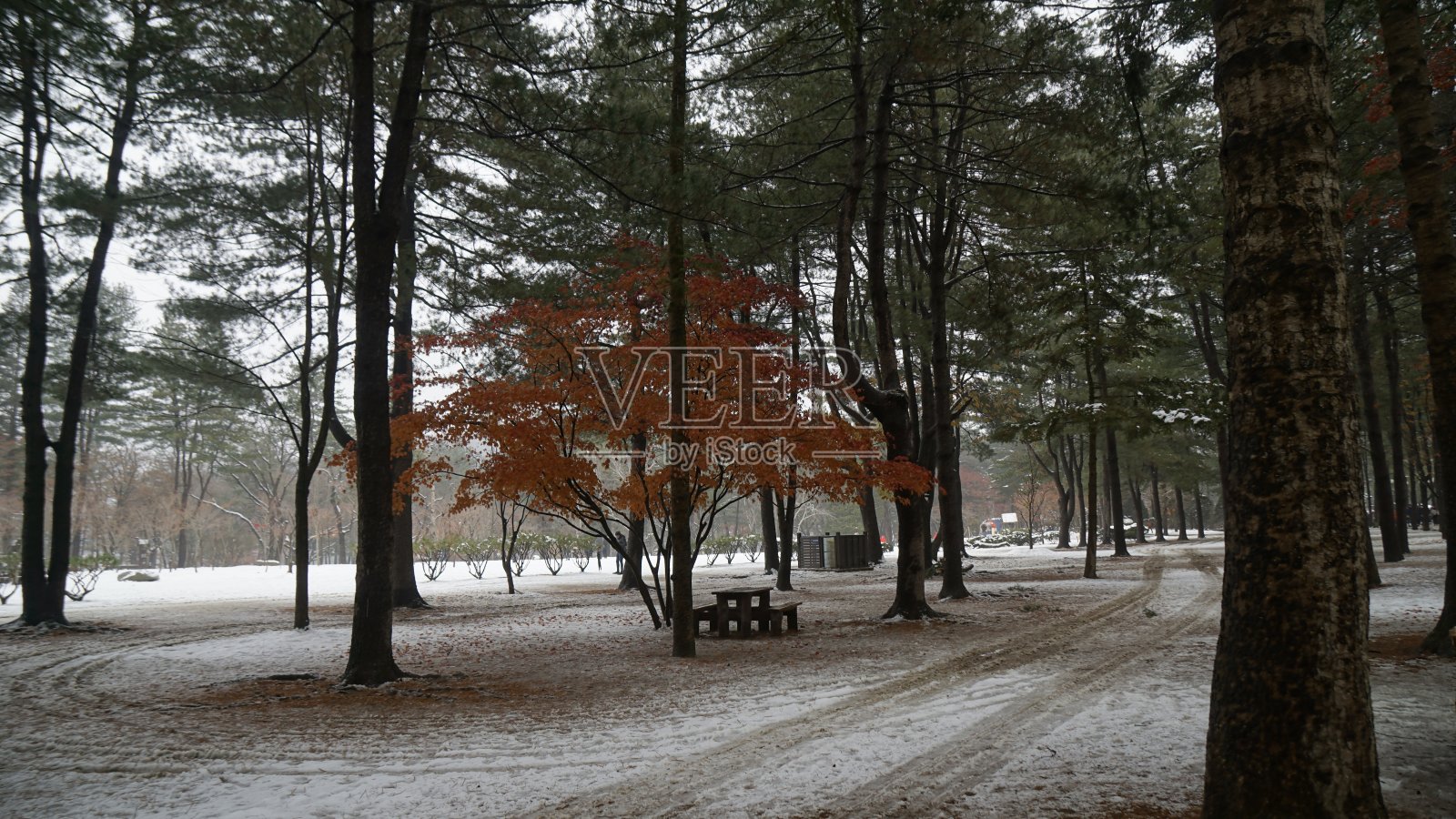 公园照片摄影图片