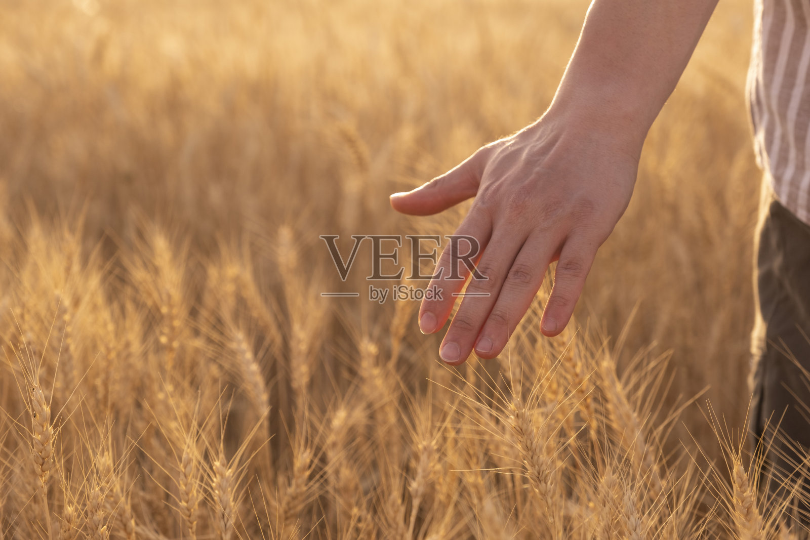 在田里行走的人触摸着麦穗照片摄影图片