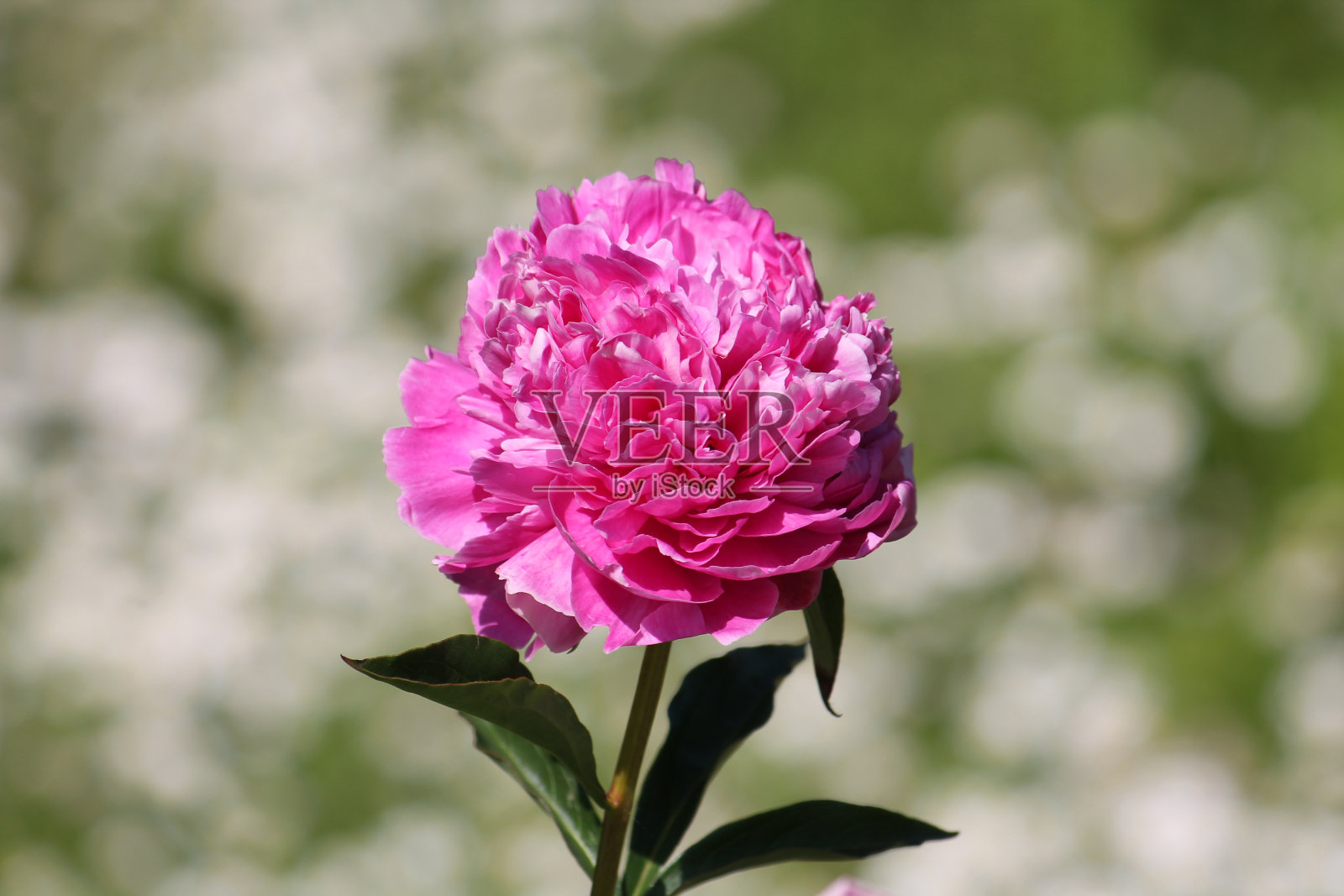 粉红色重瓣芍药(栽培品种Pamyat' o Paustovskom)花园里特写照片摄影图片