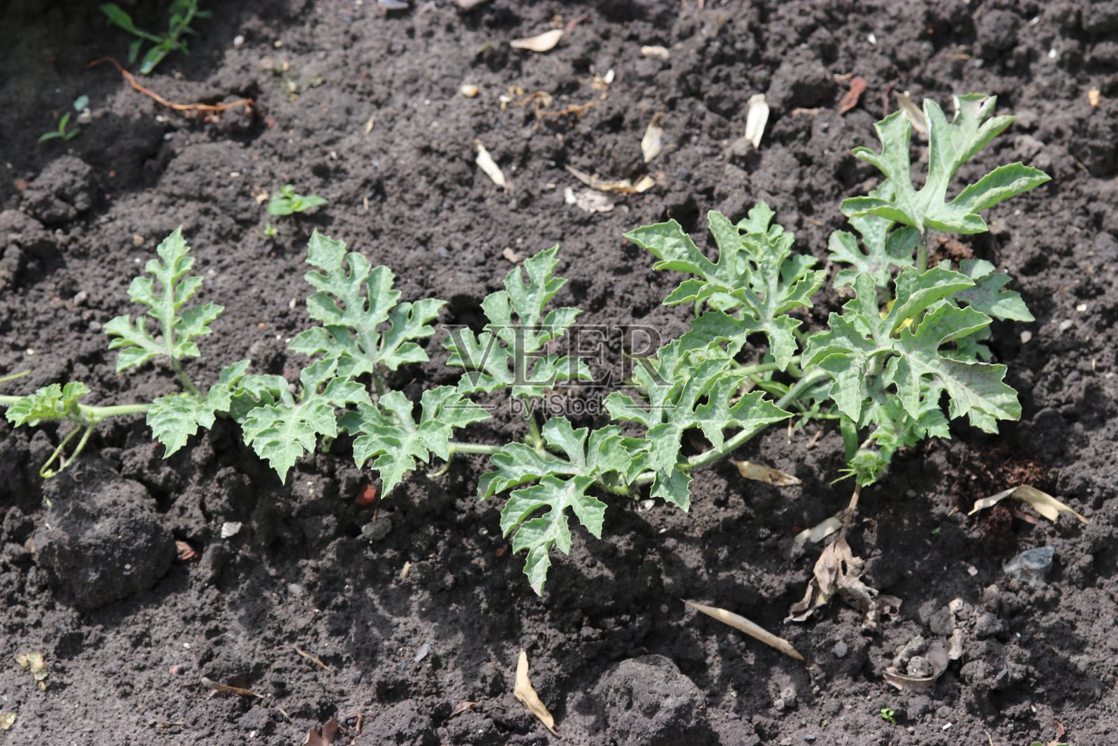 荷兰菜园里的西瓜植株特写照片摄影图片