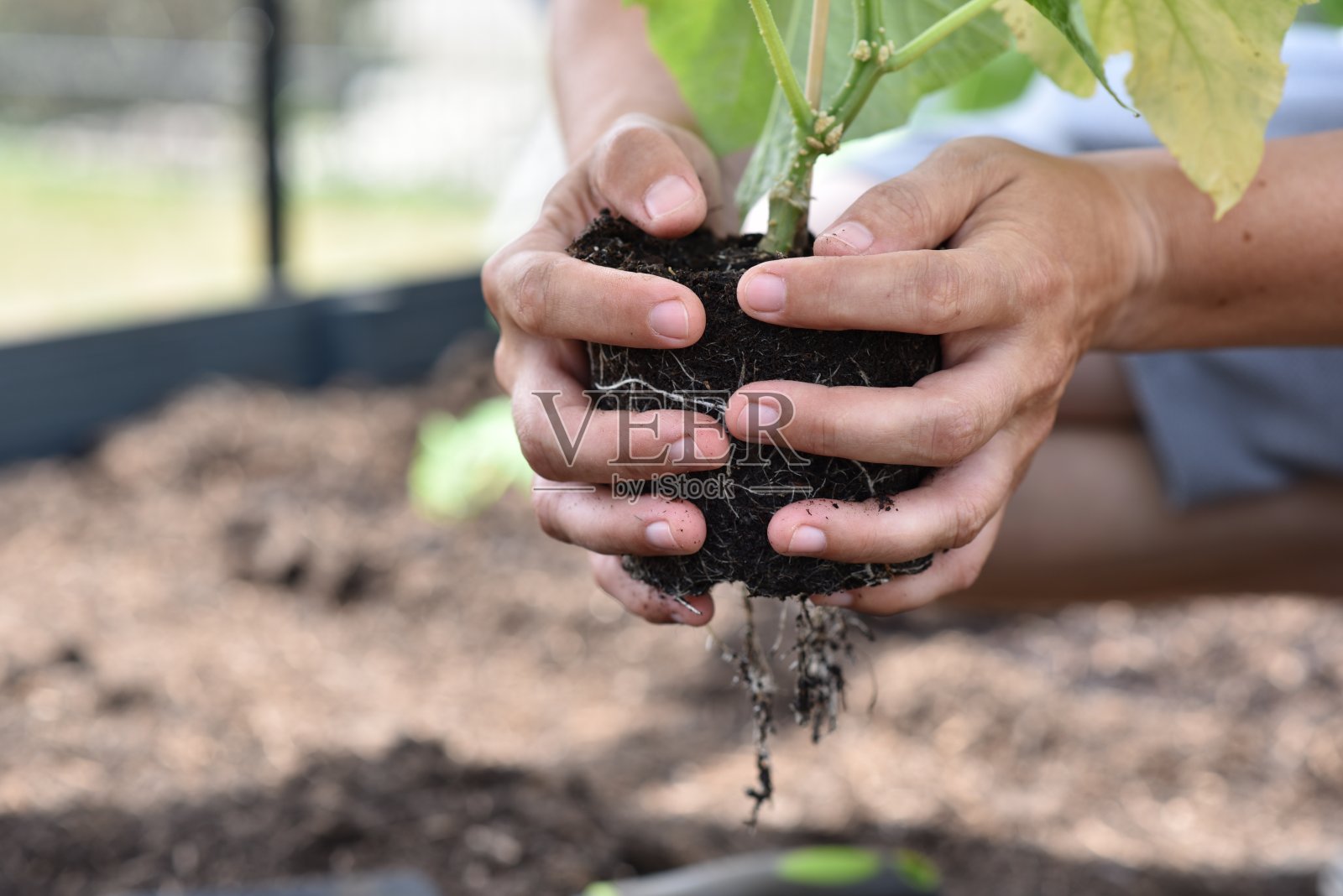 植物手大地黄瓜西红柿花园生态生物照片摄影图片