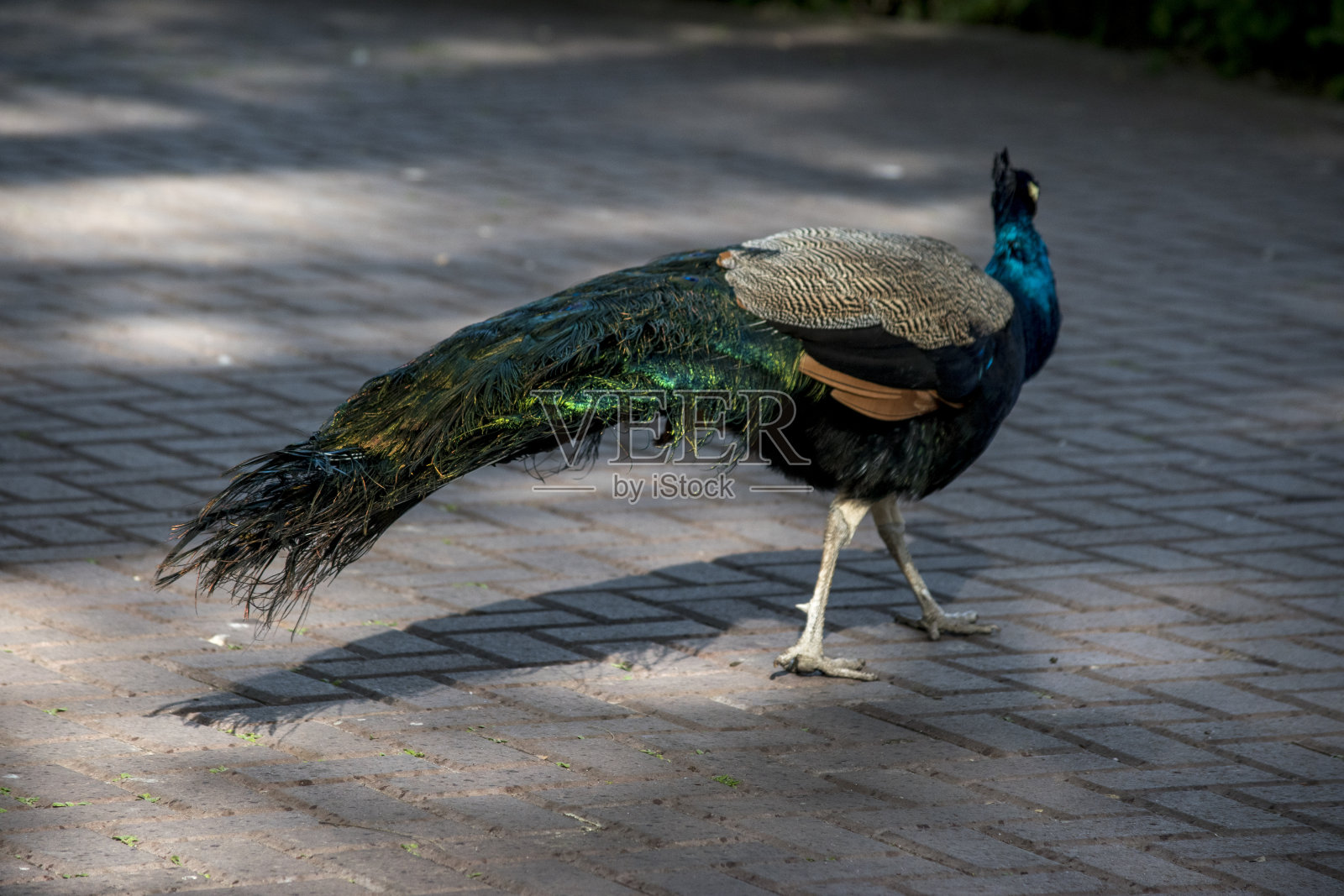 一只孔雀的特写照片摄影图片