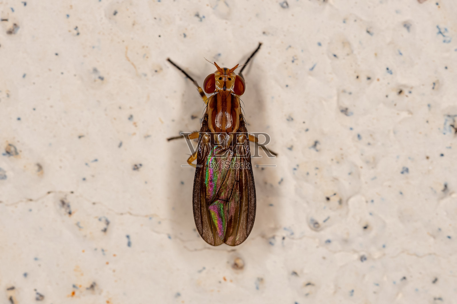 成人Acalyptrate飞照片摄影图片