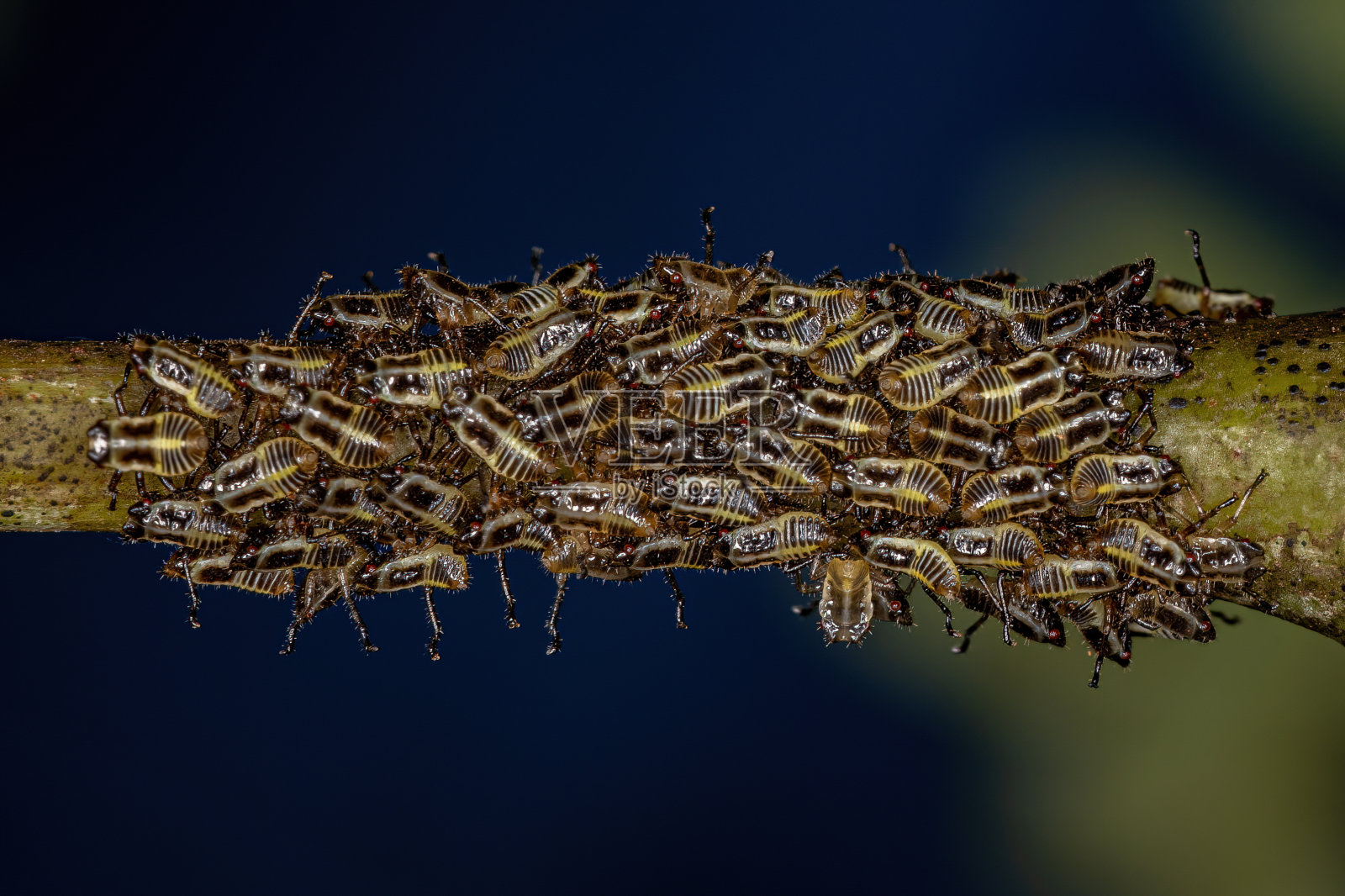 Aetalionid角蝉仙女照片摄影图片