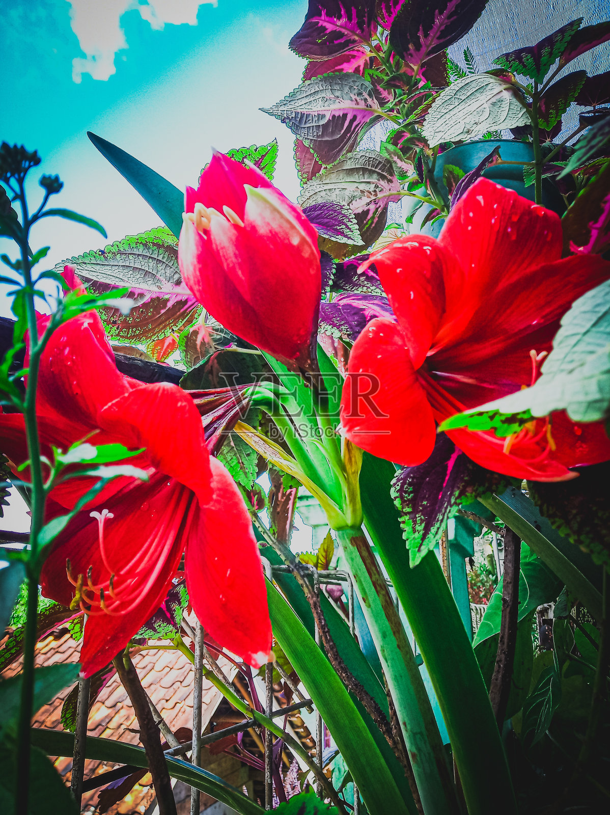 孤挺花花照片摄影图片