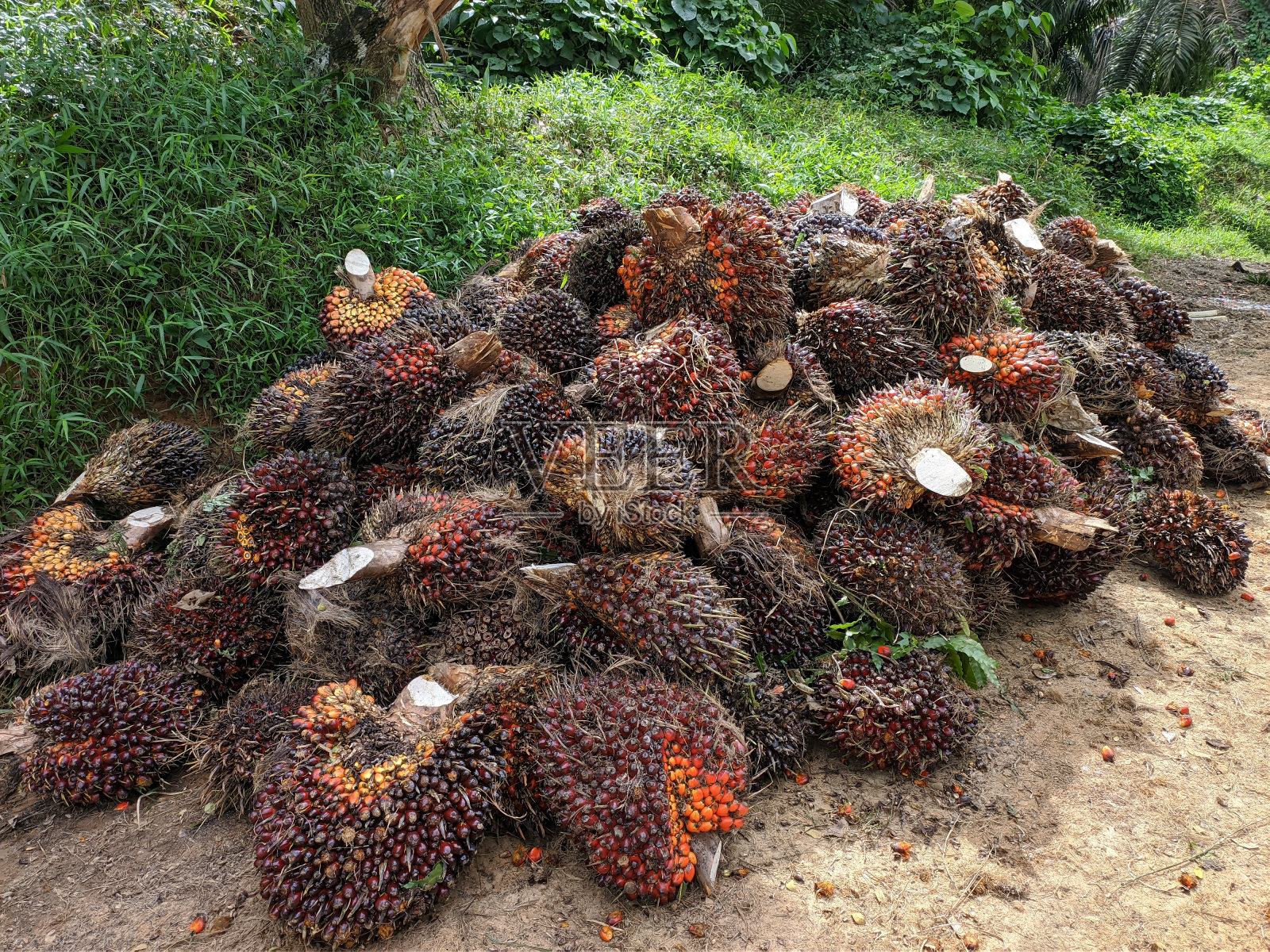 采收后,油棕果实整齐排列,准备运输照片摄影图片