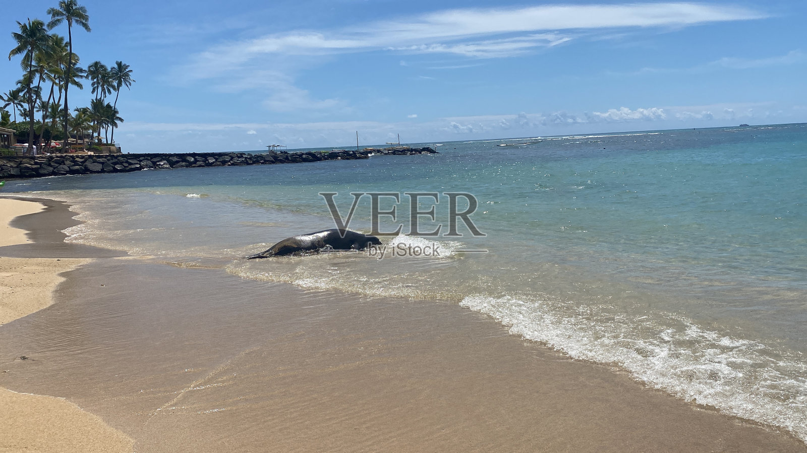 夏威夷僧海豹照片摄影图片