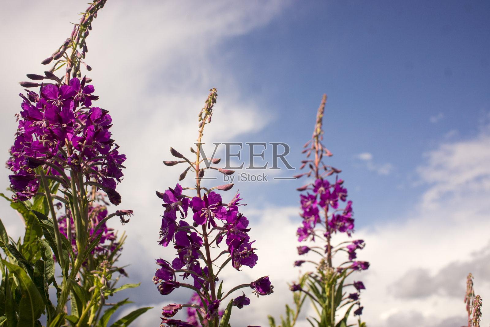 盛开的柳叶草,碧空上的伊万茶。柳草草甸。柳草茶,照片摄影图片