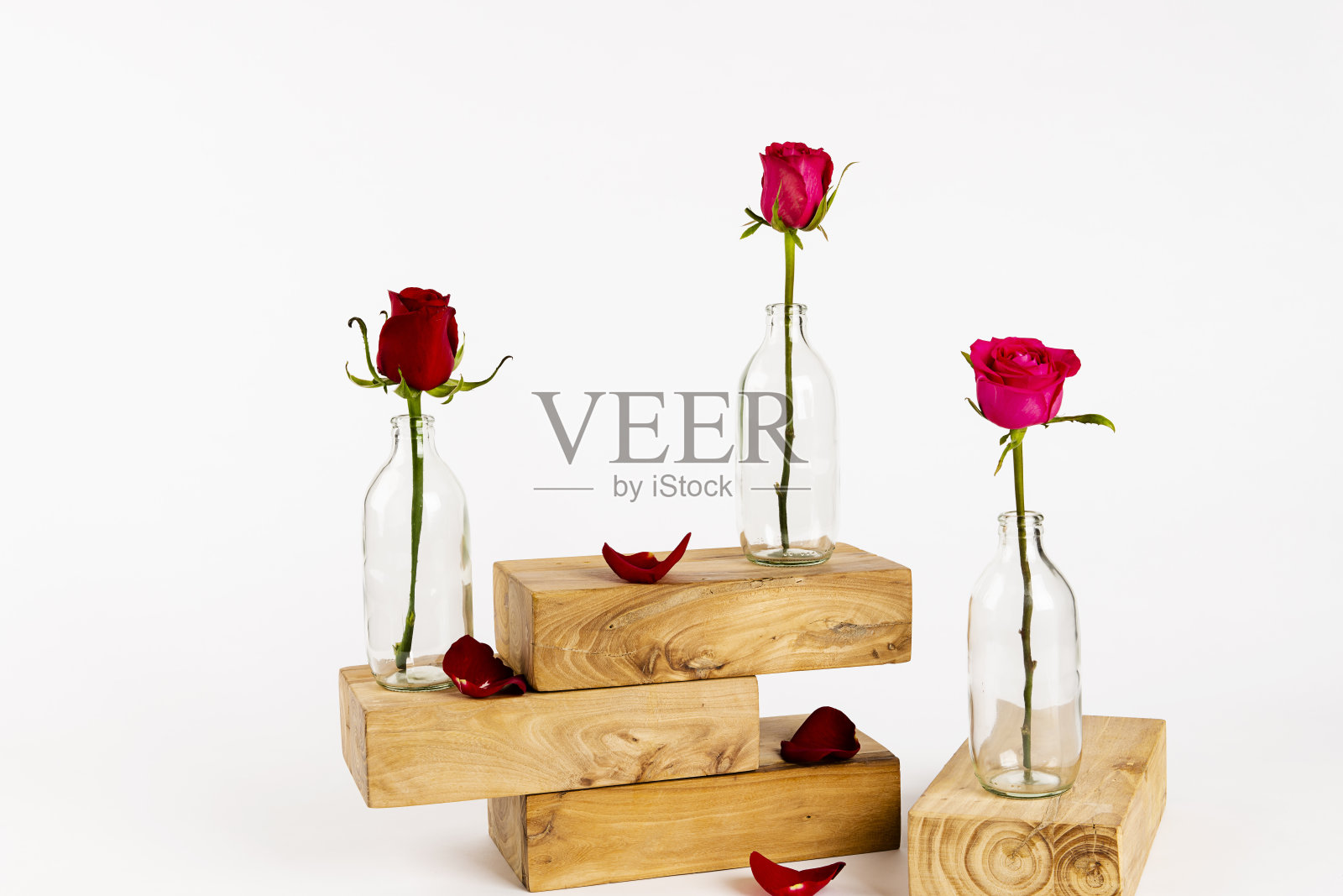 玫瑰照片摄影图片