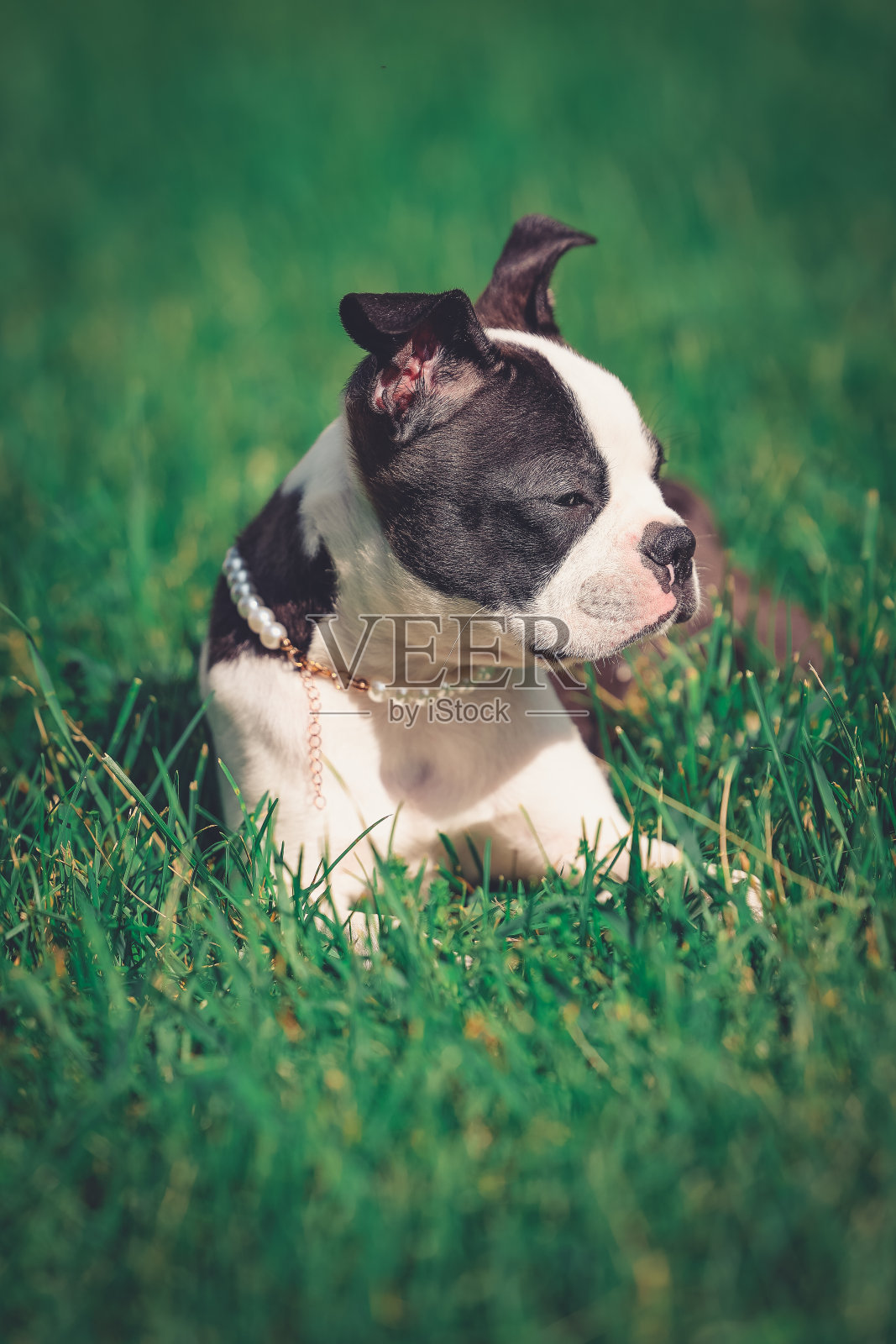 狗的一天照片摄影图片