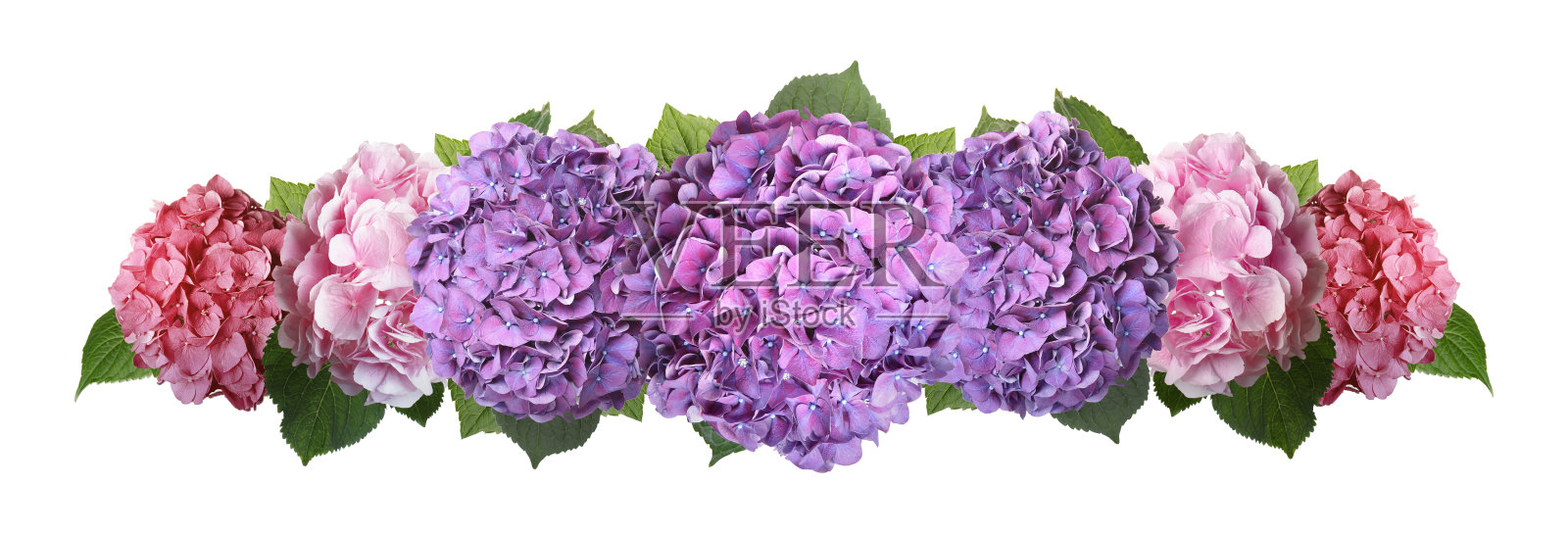 精致美丽的霍藤花与绿叶在白色的背景,俯视图。旗帜设计照片摄影图片