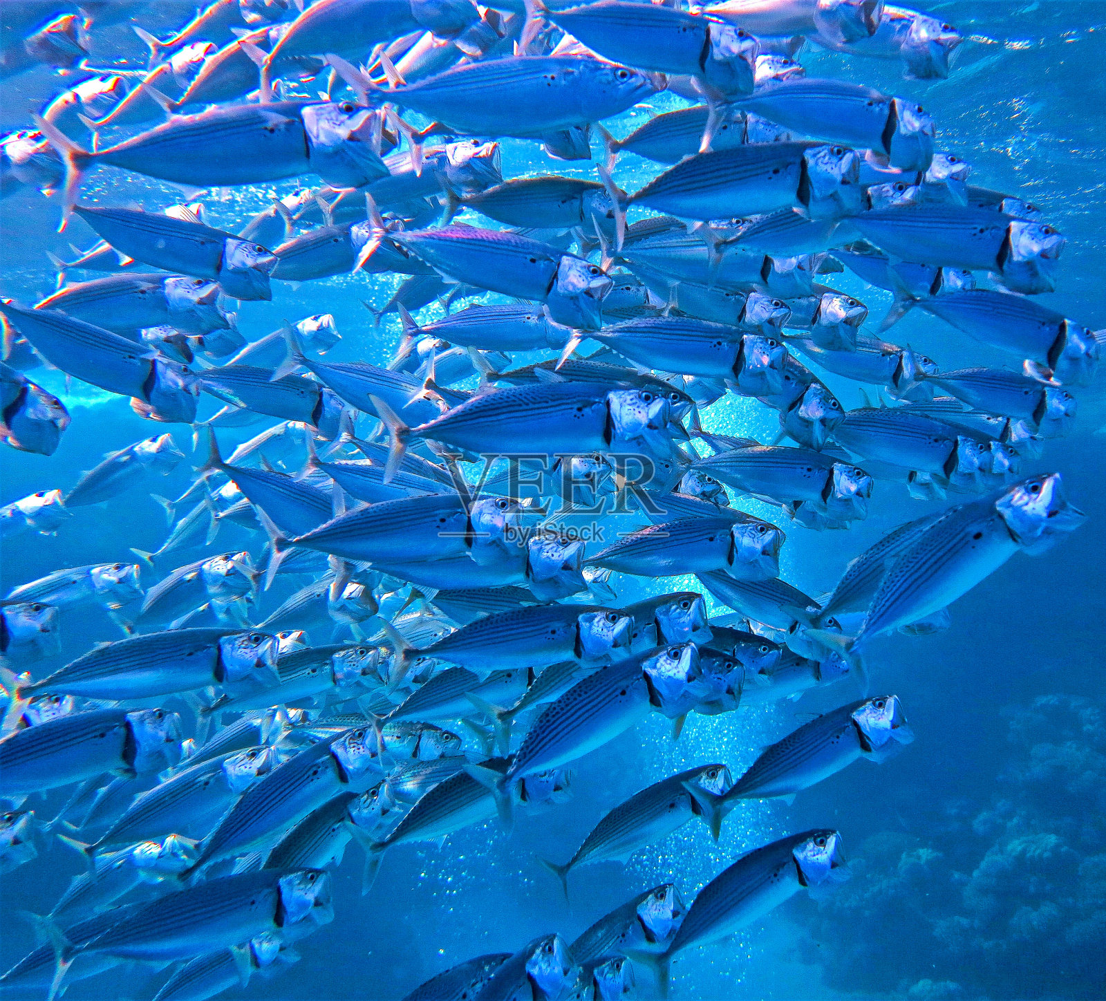 鲭鱼群照片摄影图片