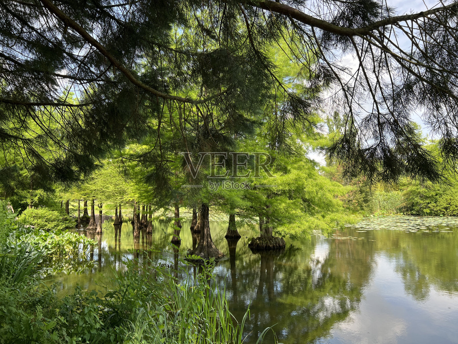 沼泽柏树与倒影在水中照片摄影图片